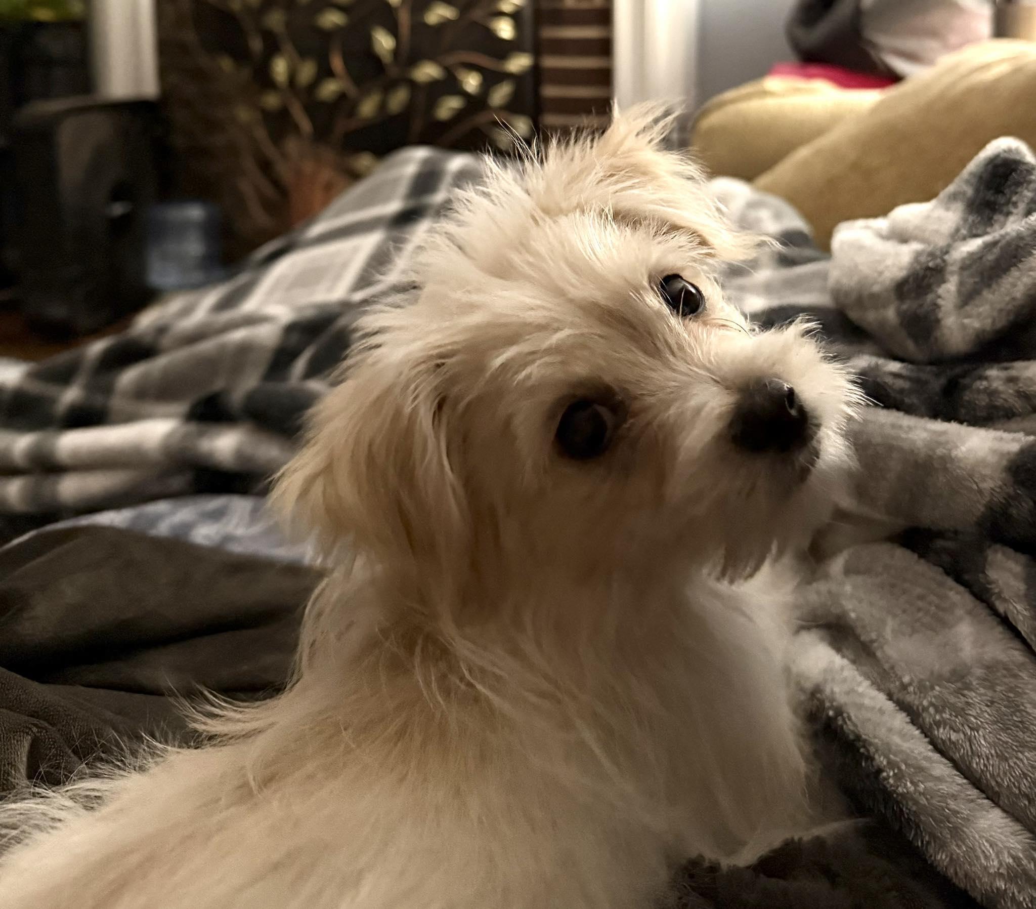 Enlarge Wolf of Wall Street, an adopted Mixed Breed in Millersville, MD image 2/2