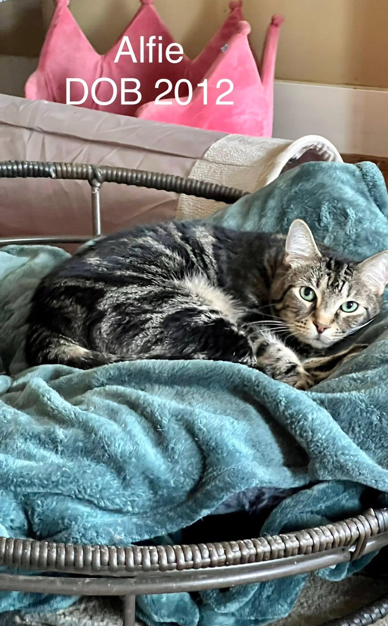 Enlarge Alfie, an adoptable Tabby in Houston, TX image 2/3