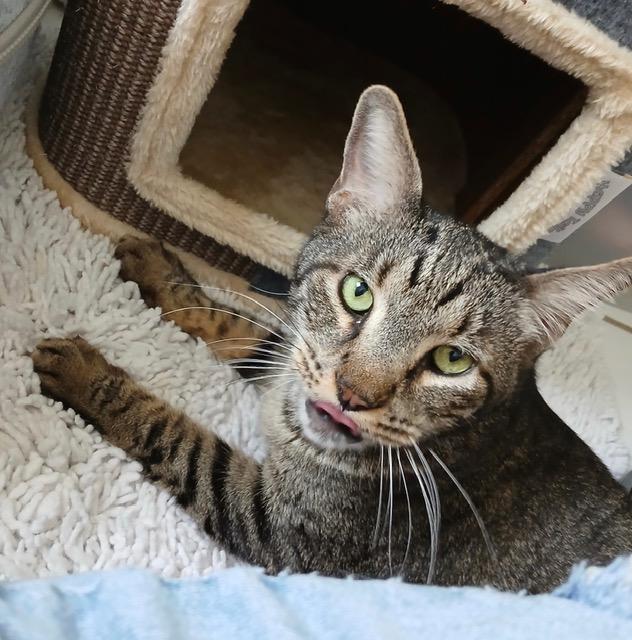 Enlarge Alfie, an adoptable Tabby in Houston, TX image 3/3