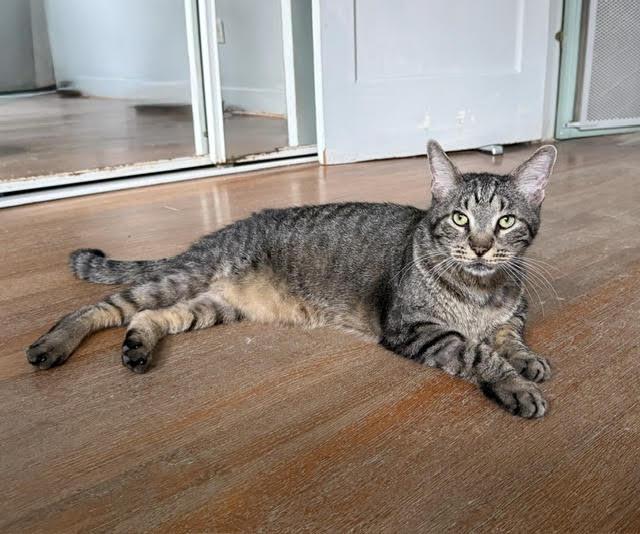 Enlarge Alfie, an adoptable Tabby in Houston, TX image 1/3