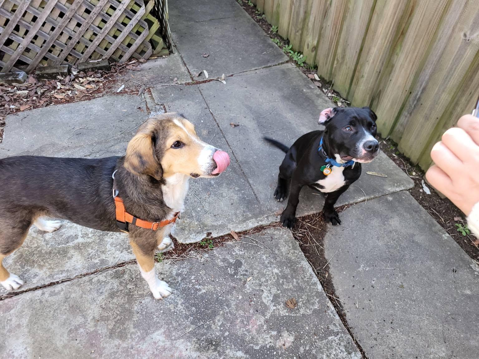 Leo, a Adopted mixed breed in Baltimore, MD image 1/3