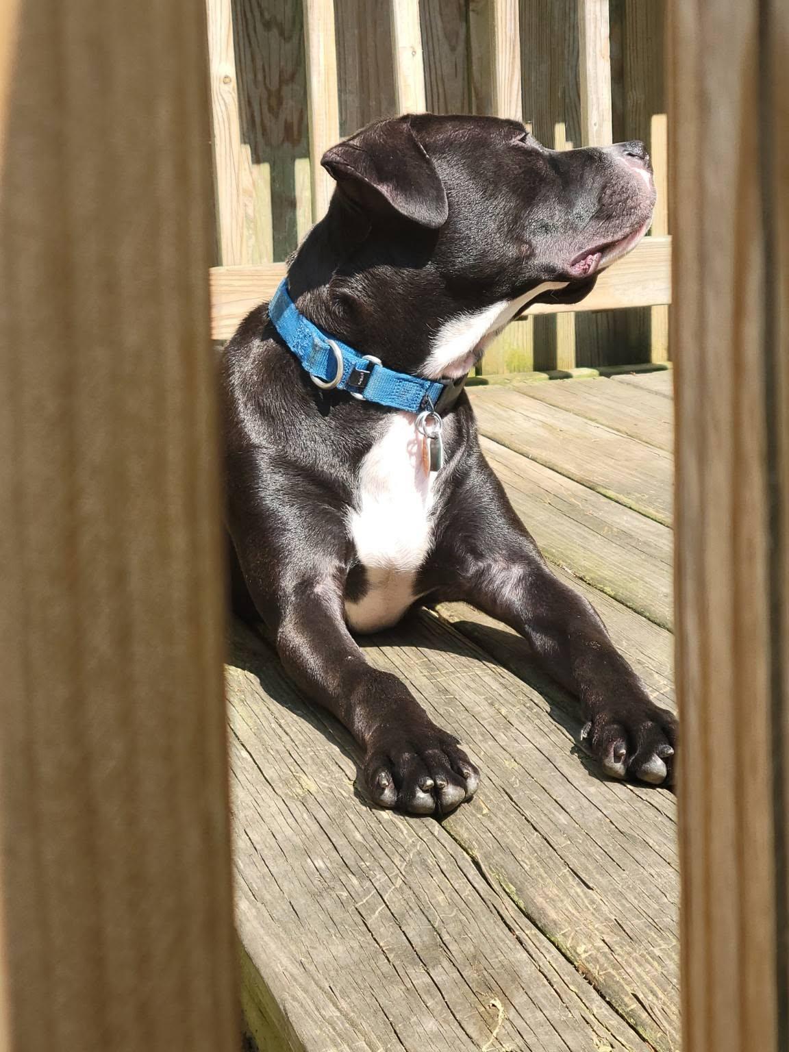Leo, a Adopted mixed breed in Baltimore, MD image 2/3