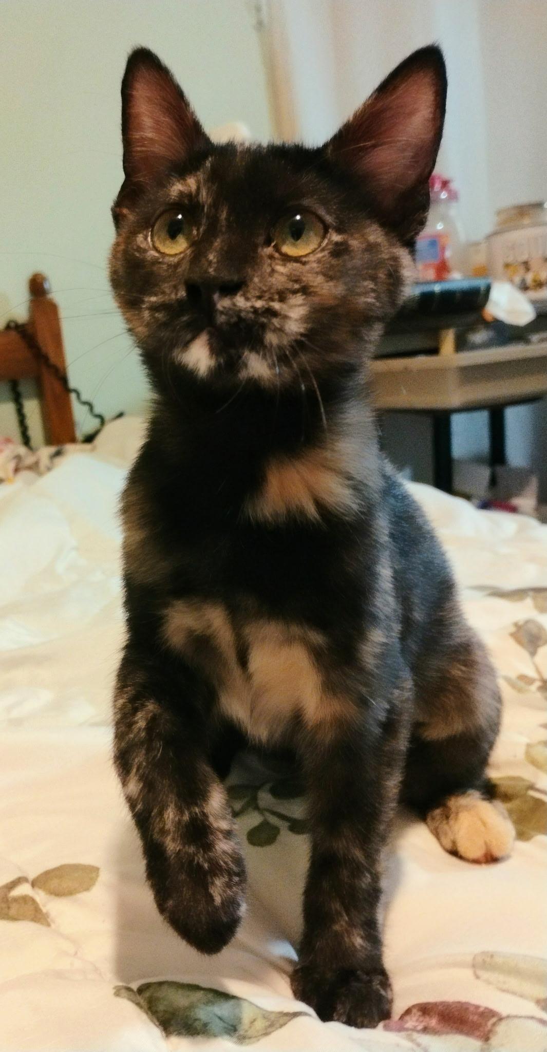 Ivey, Baby Female unknown