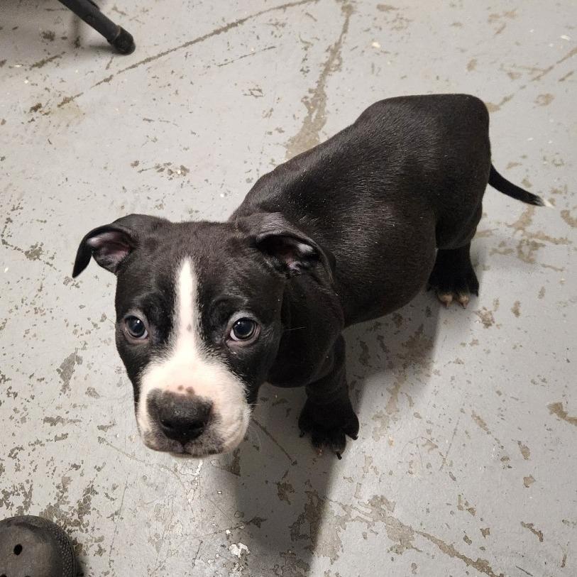 Toronto, Adoptable, Puppy Male Mixed Breed.