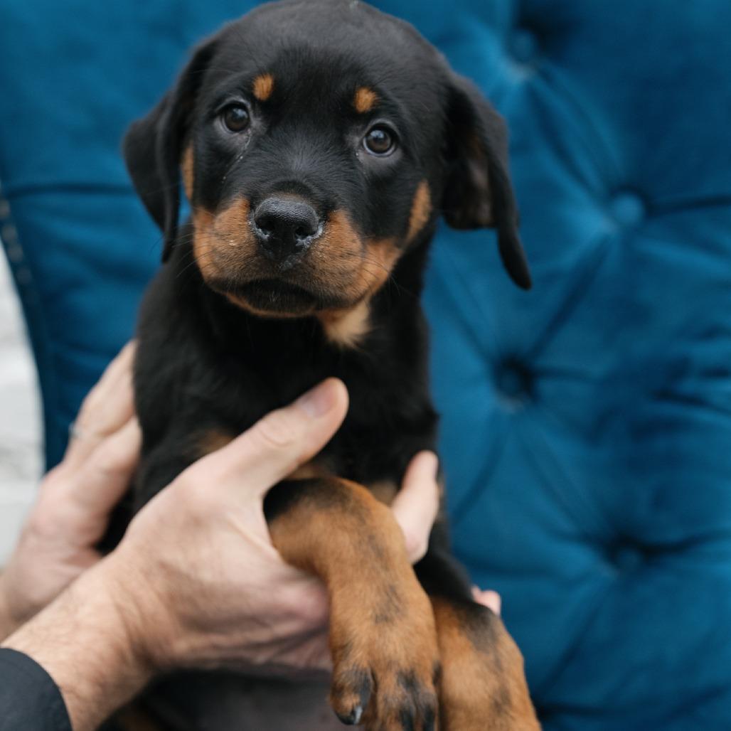 Enlarge Sienna, a ADOPTABLE Rottweiler in Zionsville, IN image 1/1