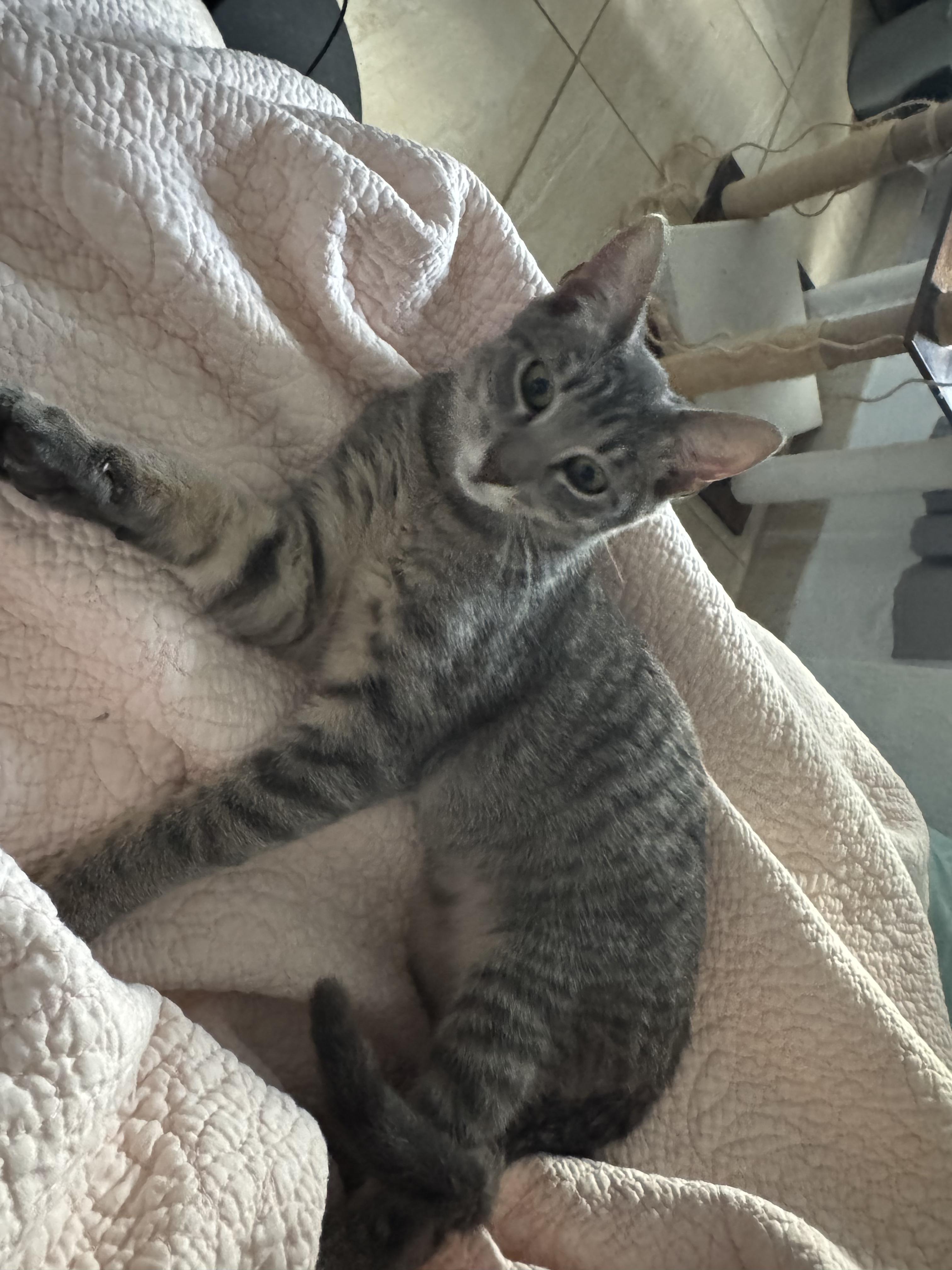 Sam, a ADOPTABLE Domestic Short Hair in Christiansted, VI image 2/5