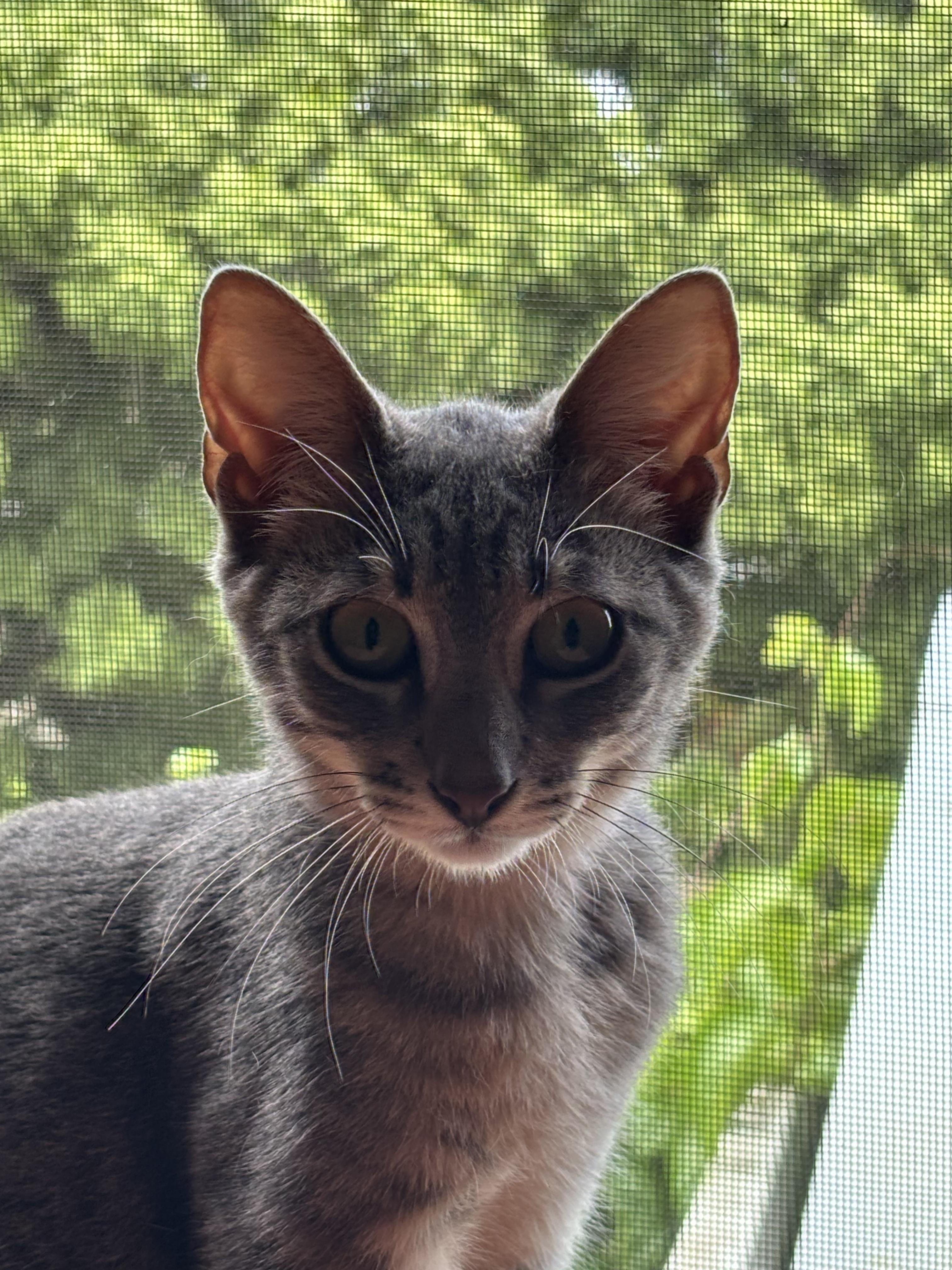 Sam, a ADOPTABLE Domestic Short Hair in Christiansted, VI image 4/5