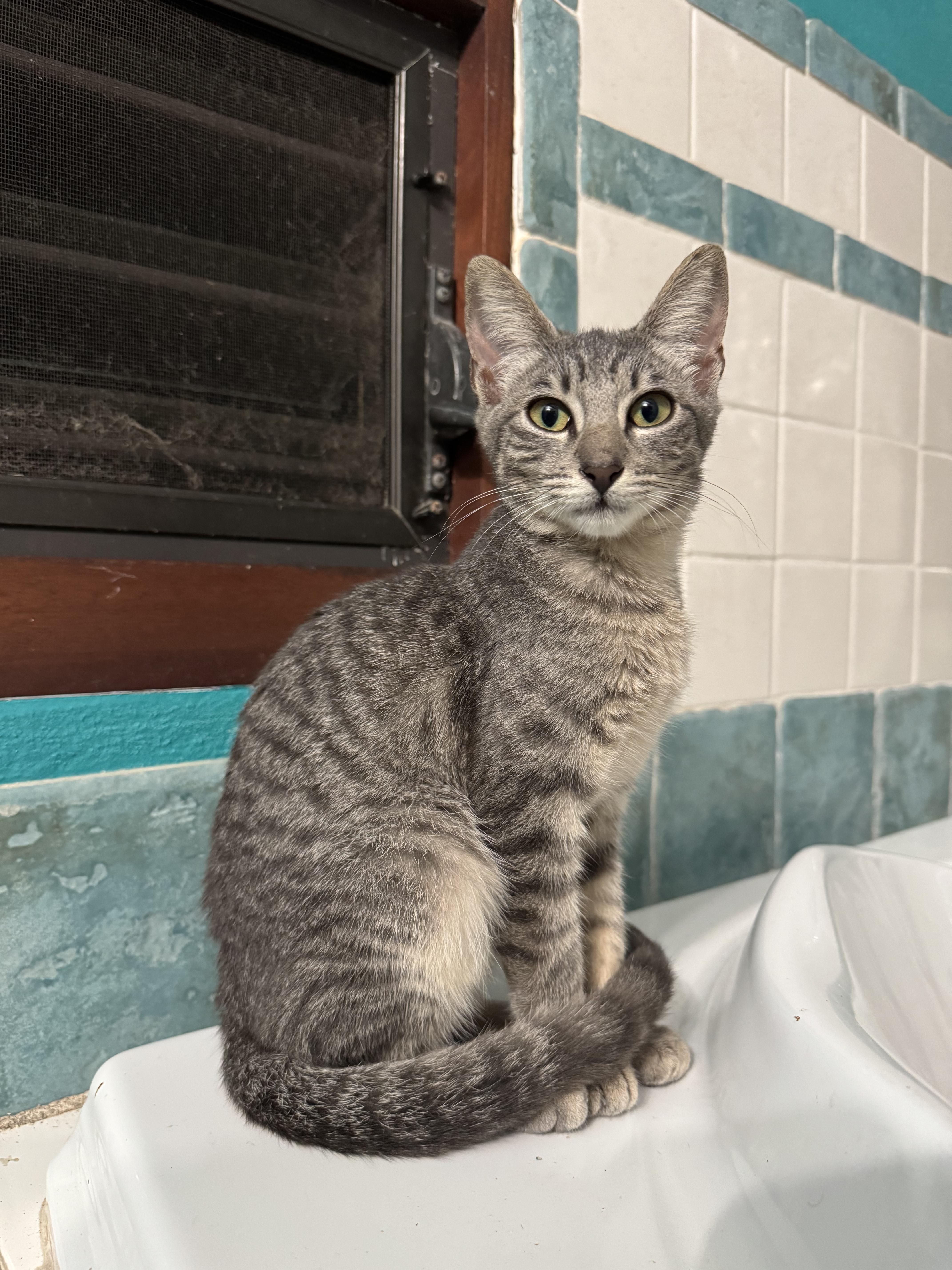 Sam, a ADOPTABLE Domestic Short Hair in Christiansted, VI image 1/5