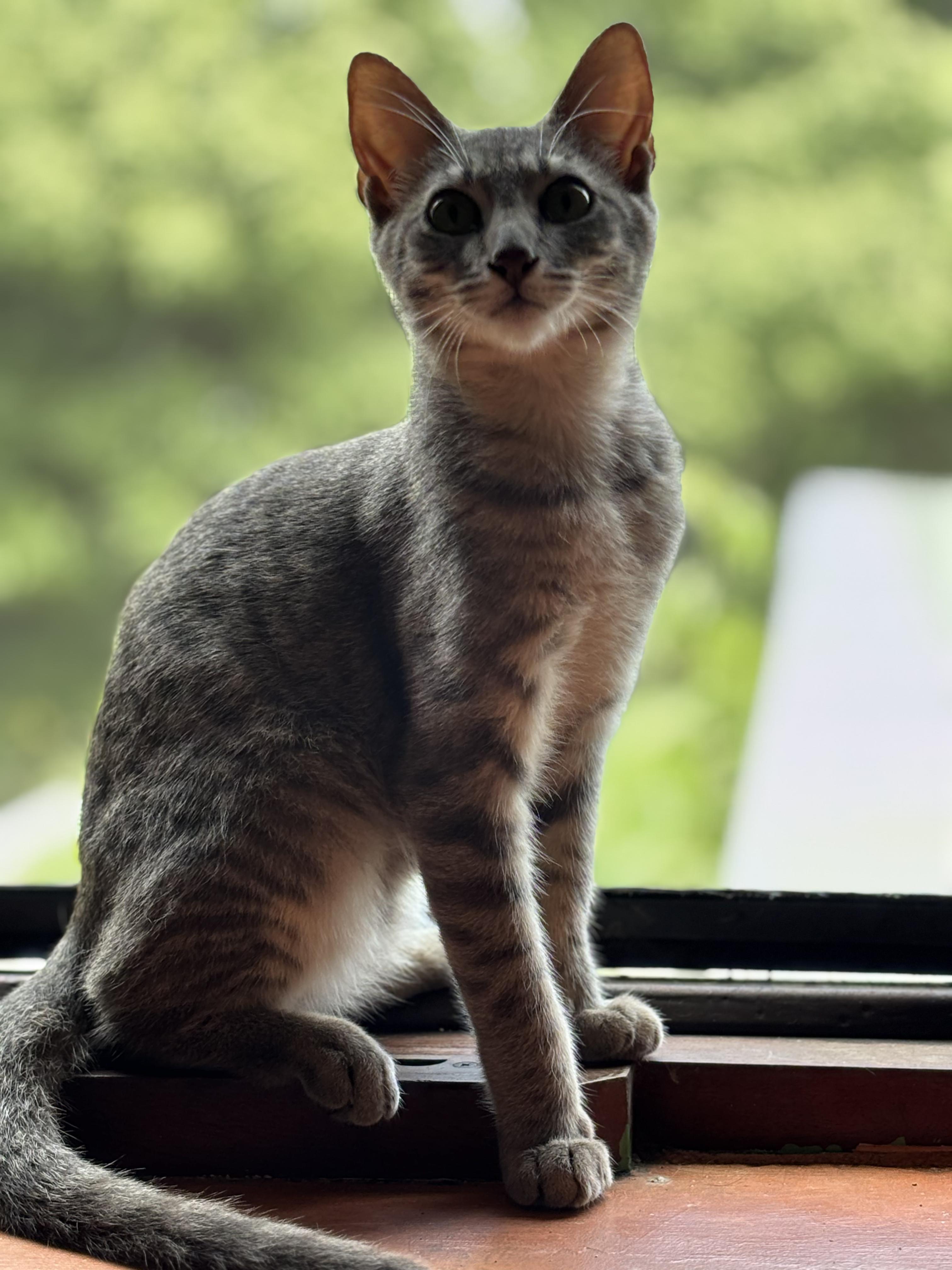 Sam, a ADOPTABLE Domestic Short Hair in Christiansted, VI image 3/5