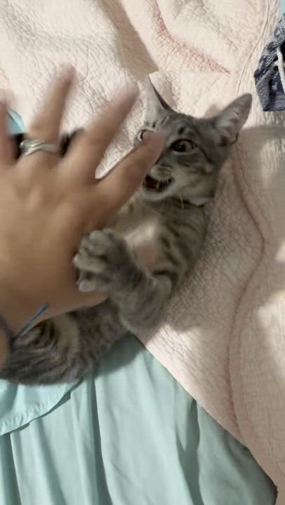 Enlarge Sam, a ADOPTABLE Domestic Short Hair in Christiansted, VI video 5/5