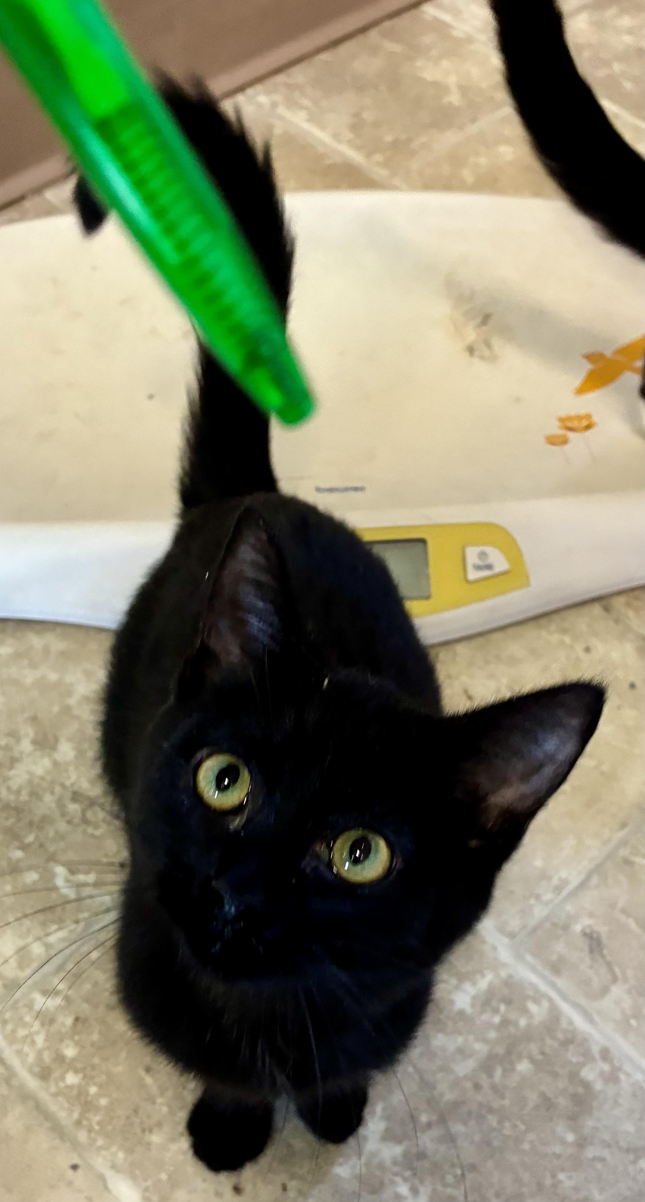 Enlarge MERLIN, a Adoptable mixed breed in Louisa, KY image 1/4