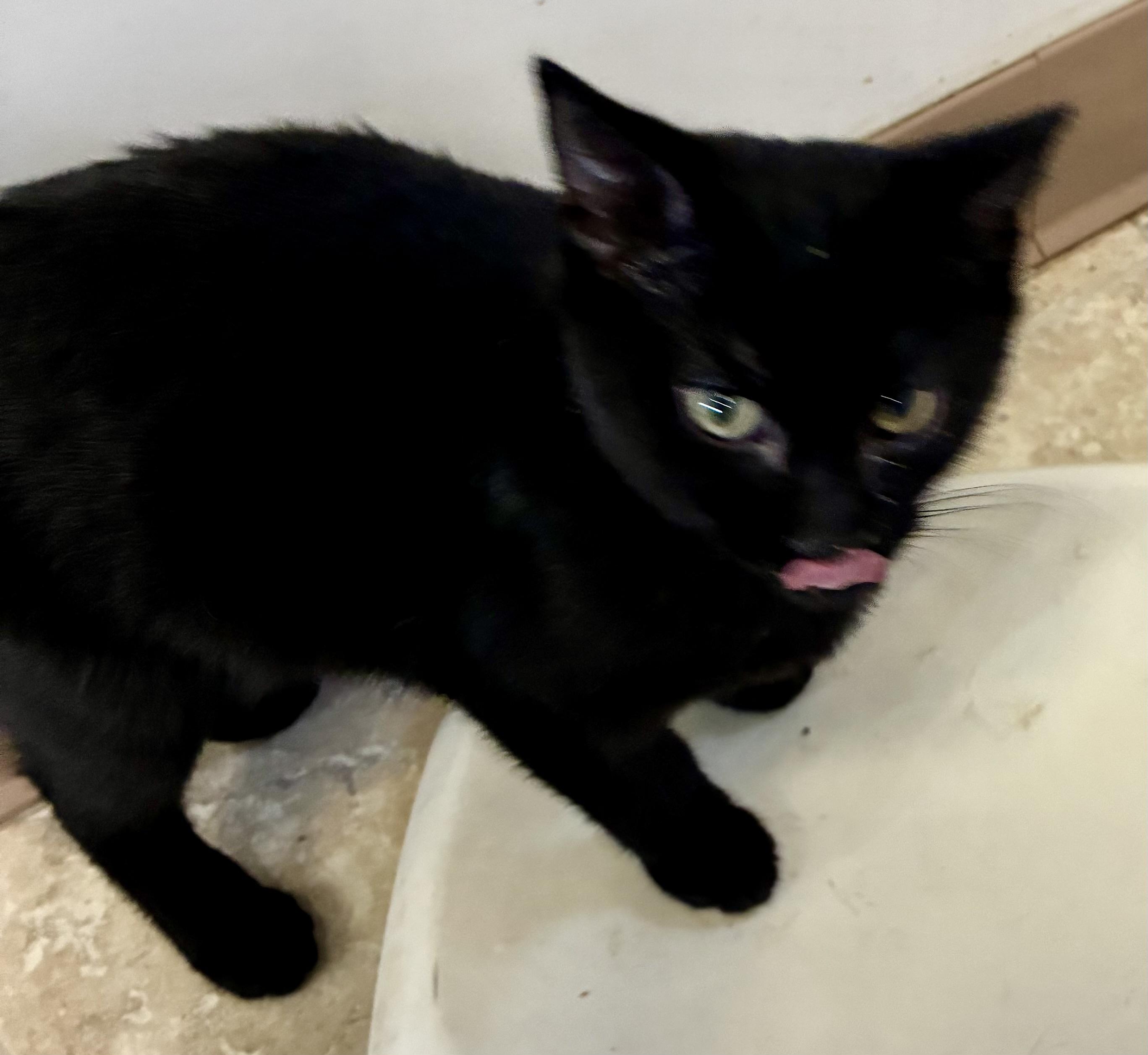 Enlarge MERLIN, a Adoptable mixed breed in Louisa, KY image 2/4