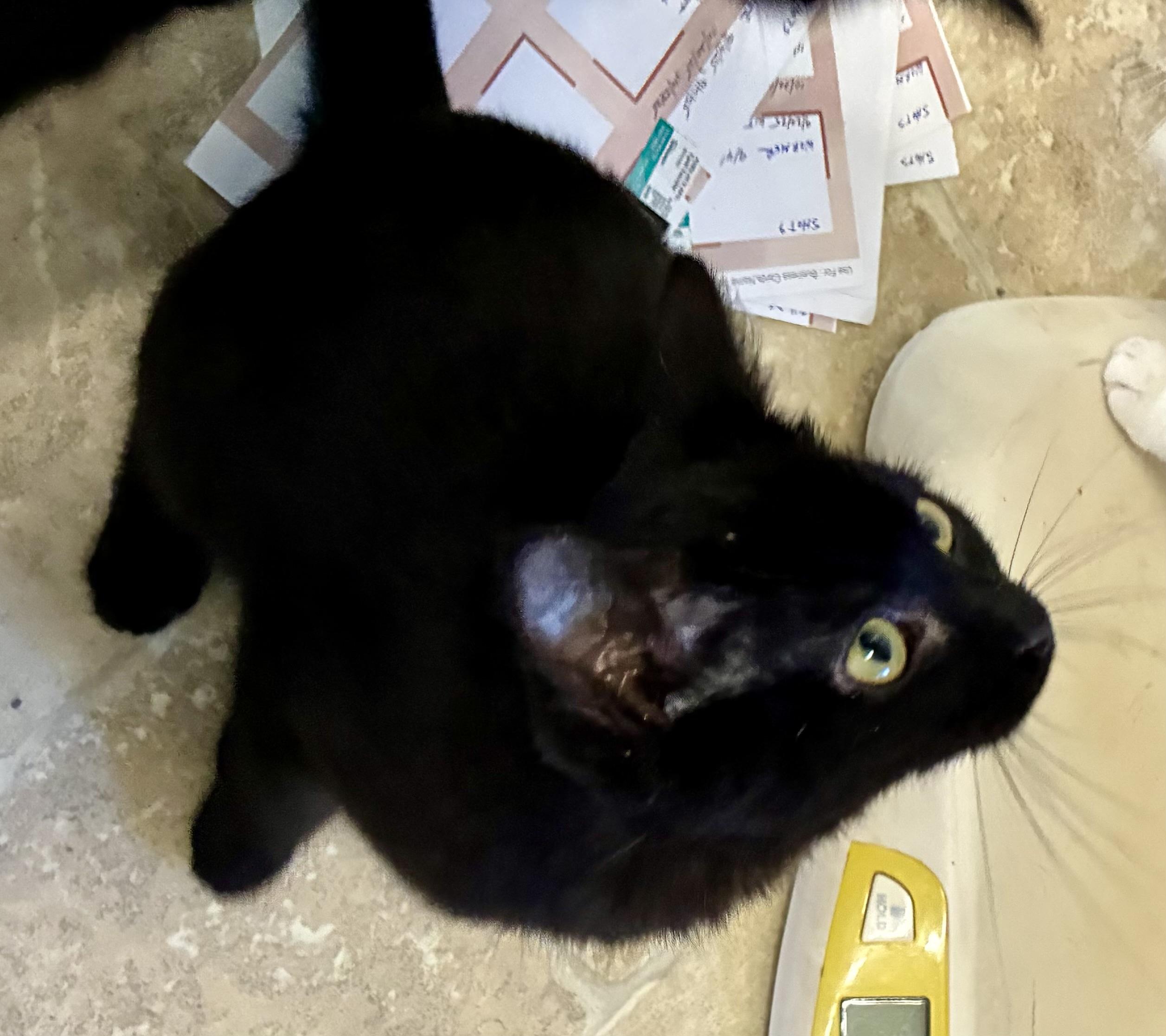 Enlarge MERLIN, a Adoptable mixed breed in Louisa, KY image 3/4