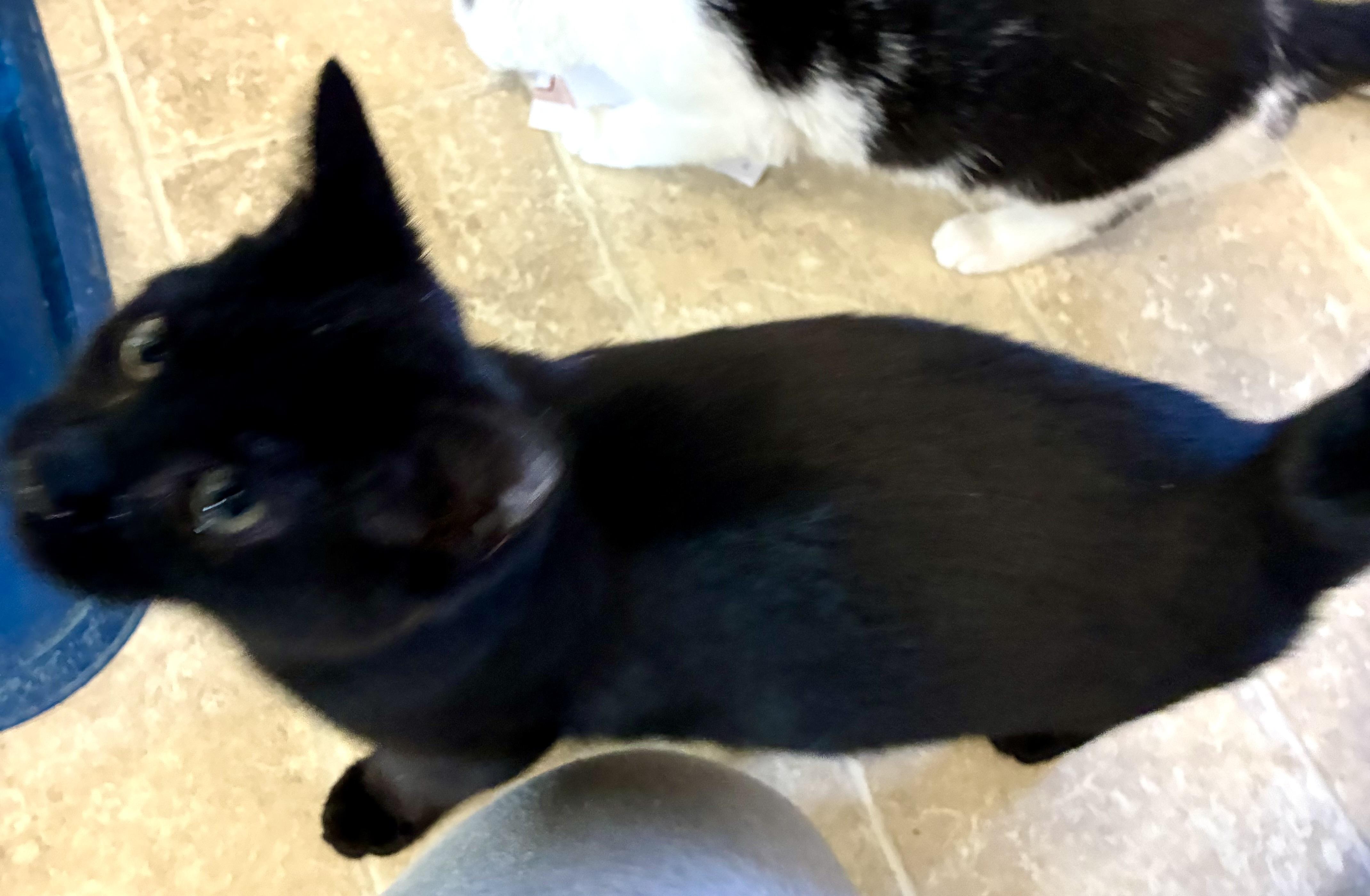 Enlarge MERLIN, a Adoptable mixed breed in Louisa, KY image 4/4