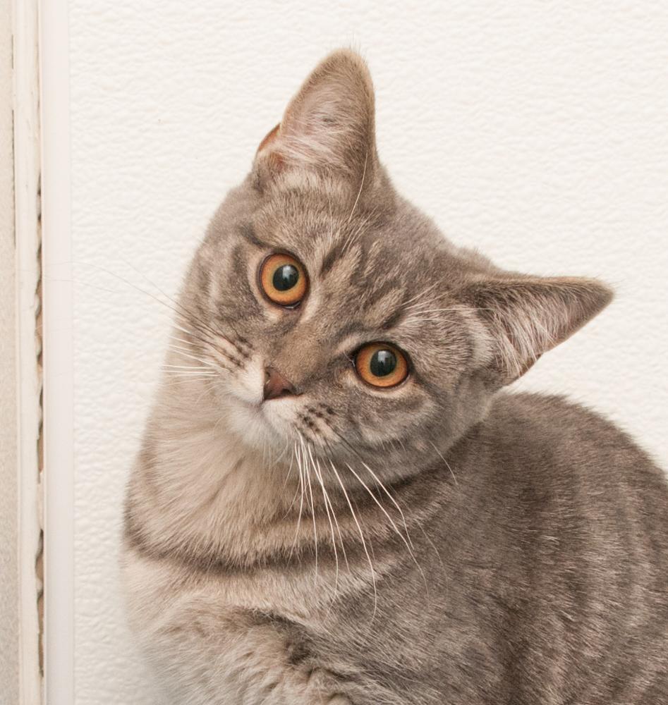 Rowan (gets adopted with Bayou), a Adoptable Tabby in Westminster, CO image 1/2