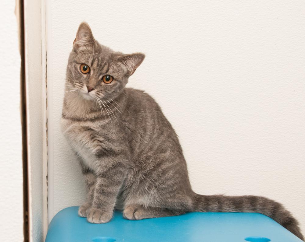 Rowan (gets adopted with Bayou), a Adoptable Tabby in Westminster, CO image 2/2