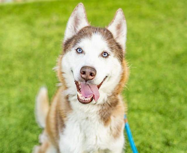 SIMON, Adoptable, Young Male Husky.