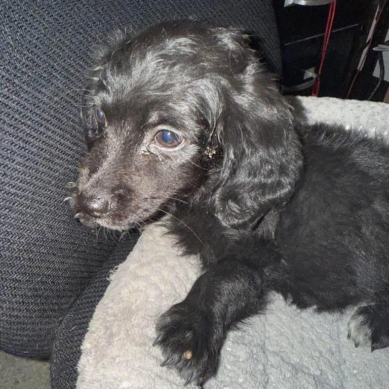 Enlarge Princey, an adopted mixed breed in Fresno, CA image 1/1