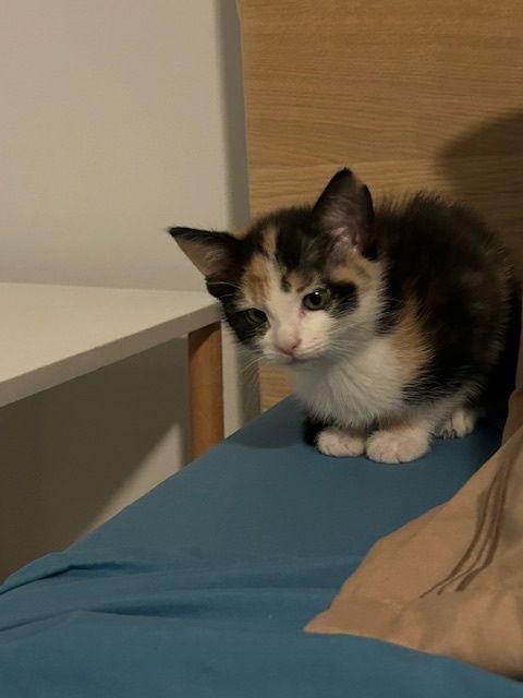 Enlarge Balashi, a Adopted mixed breed in Trenton, NJ image 1/3