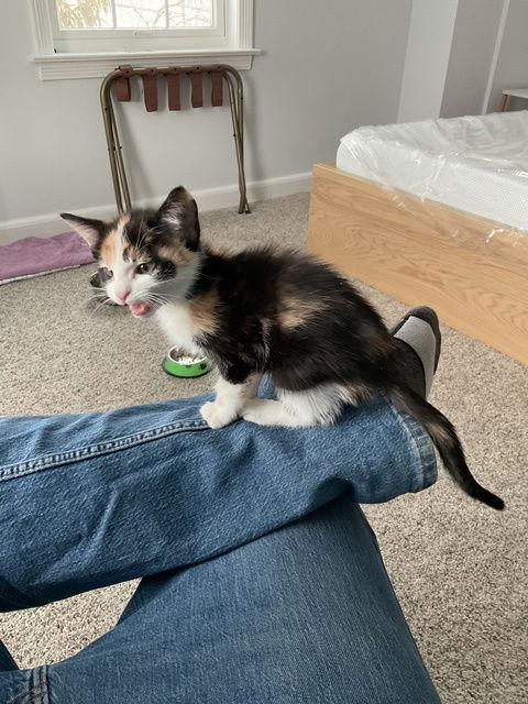 Enlarge Balashi, a Adopted mixed breed in Trenton, NJ image 2/3