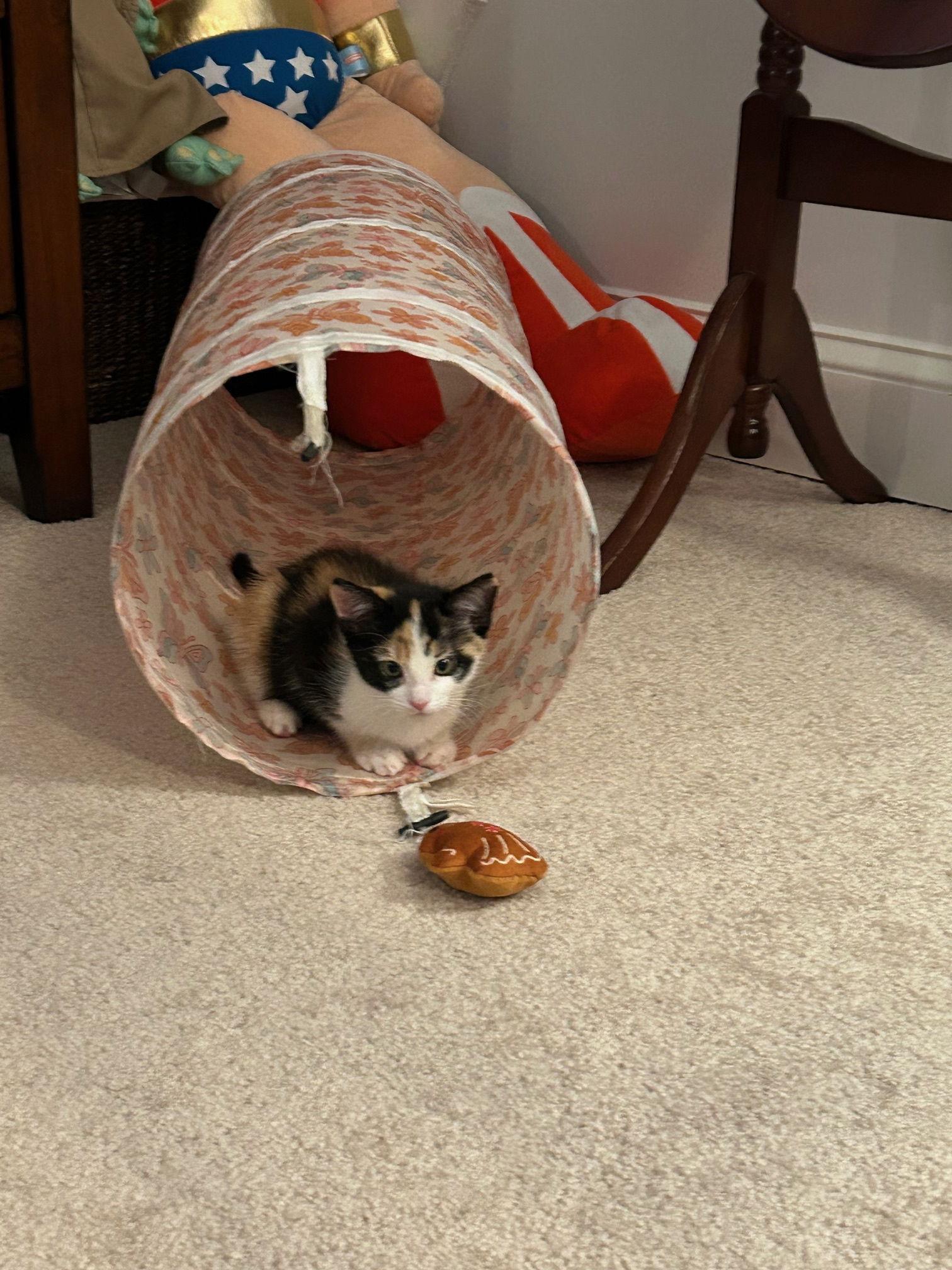 Enlarge Balashi, a Adopted mixed breed in Trenton, NJ image 3/3