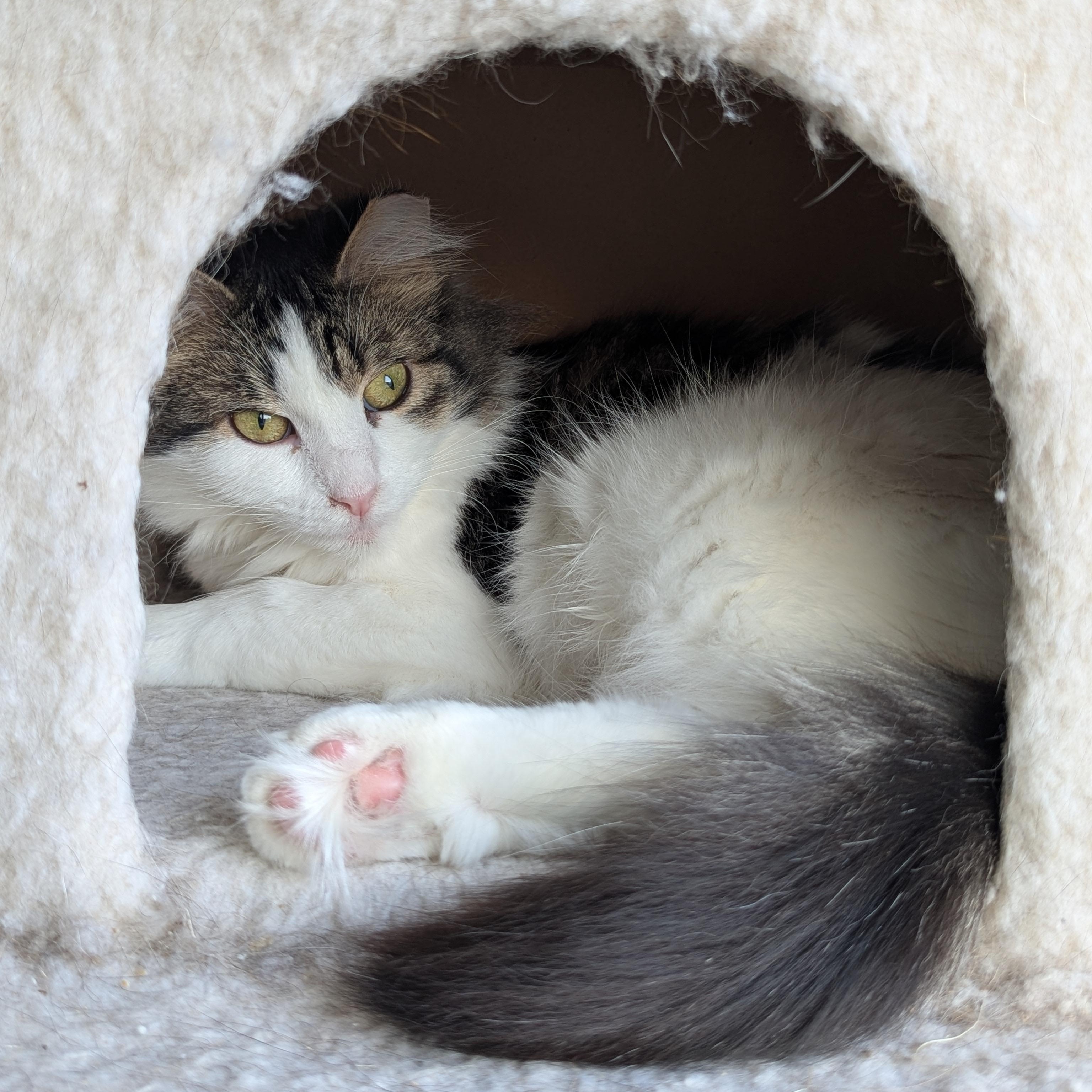 Enlarge Specs (partially blind-deaf miracle Baby), a ADOPTABLE Domestic Long Hair in Canton, GA image 2/6