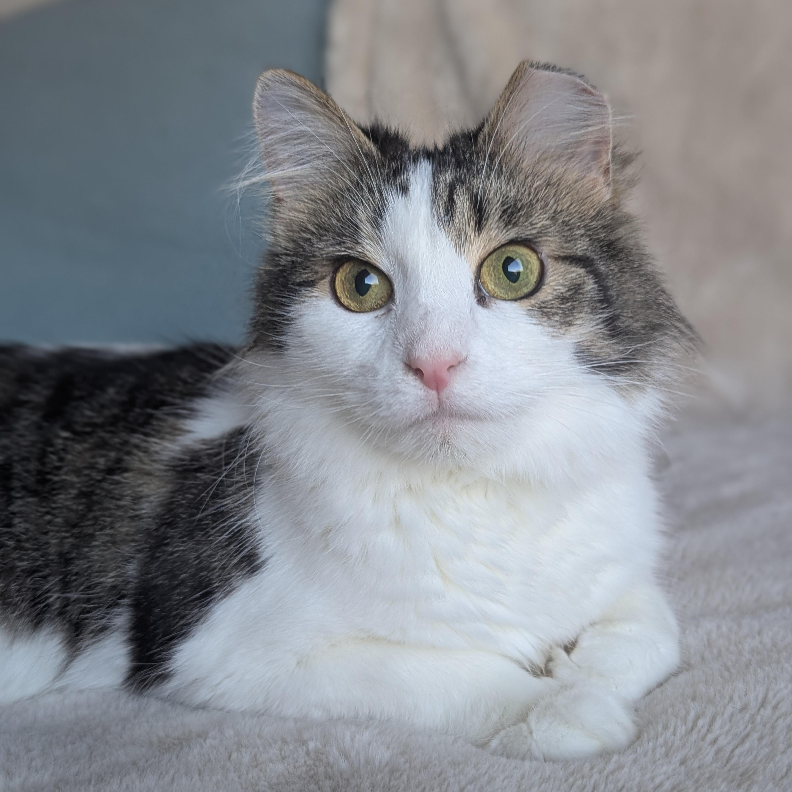 Specs (partially blind-deaf miracle Baby), ADOPTABLE, Young Female Domestic Long Hair.