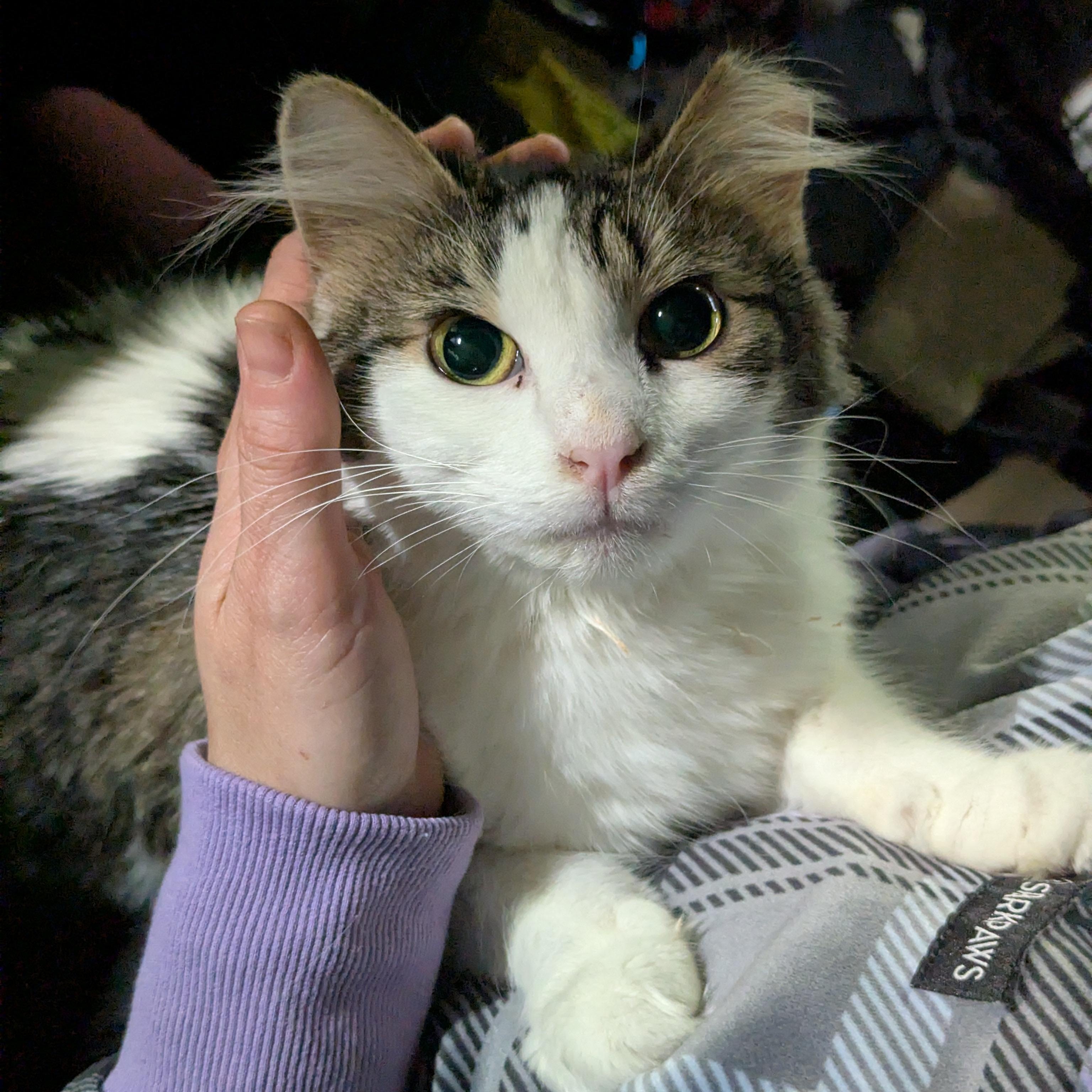 Enlarge Specs (partially blind-deaf miracle Baby), a ADOPTABLE Domestic Long Hair in Canton, GA image 5/6