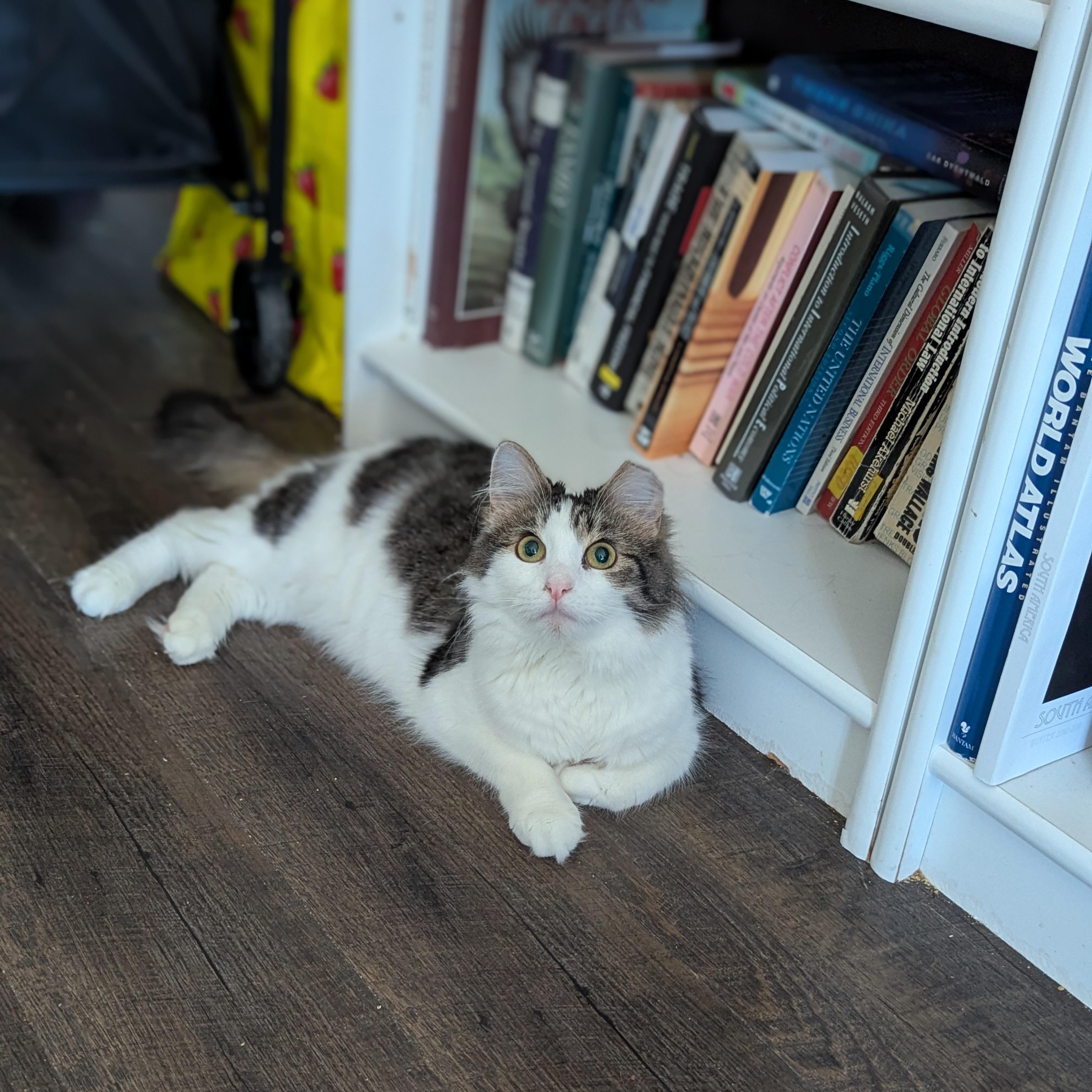 Enlarge Specs (partially blind-deaf miracle Baby), a ADOPTABLE Domestic Long Hair in Canton, GA image 6/6