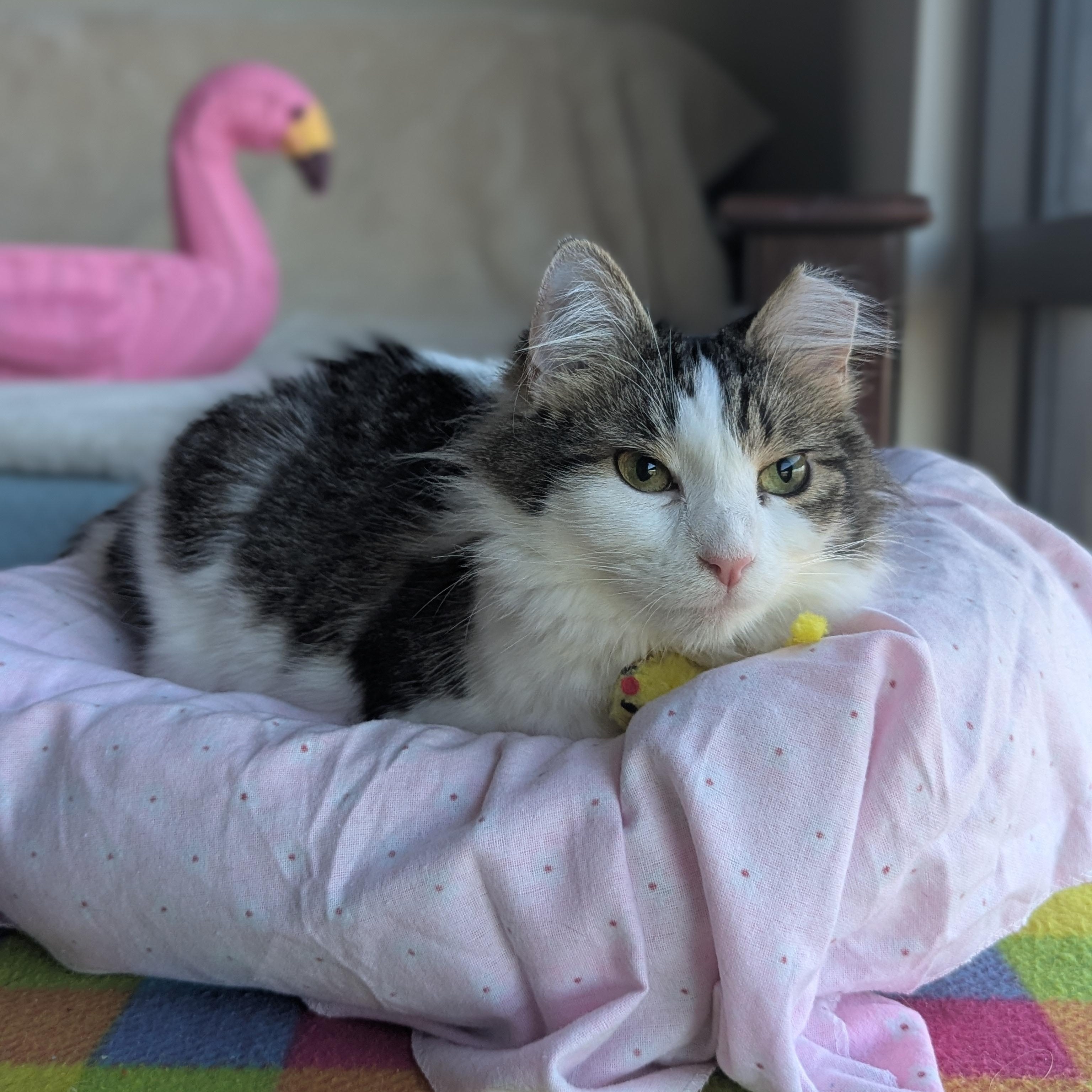 Enlarge Specs (partially blind-deaf miracle Baby), a ADOPTABLE Domestic Long Hair in Canton, GA image 3/6