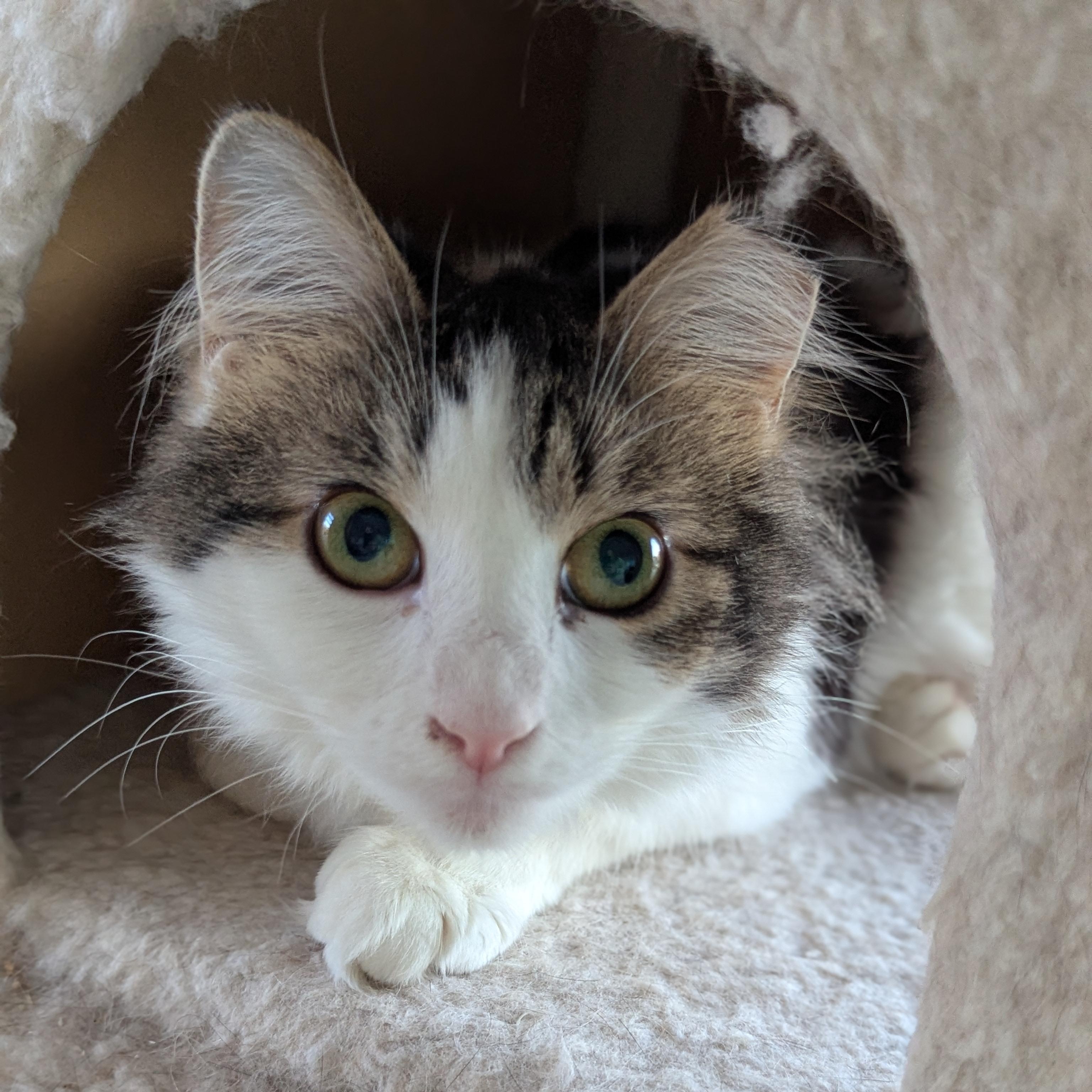 Enlarge Specs (partially blind-deaf miracle Baby), a ADOPTABLE Domestic Long Hair in Canton, GA image 4/6