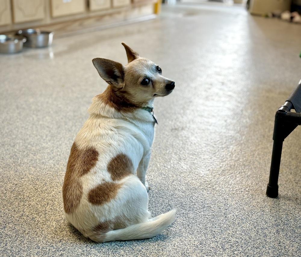 Queenie [Lucy], Adoptable, Senior Female Chihuahua.