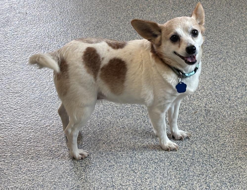 Enlarge Queenie [Lucy], a Adoptable mixed breed in Bartlesville, OK image 2/3