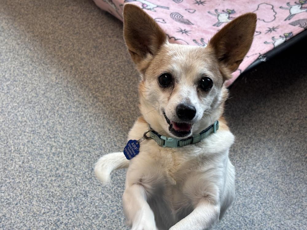 Enlarge Queenie [Lucy], a Adoptable mixed breed in Bartlesville, OK image 3/3