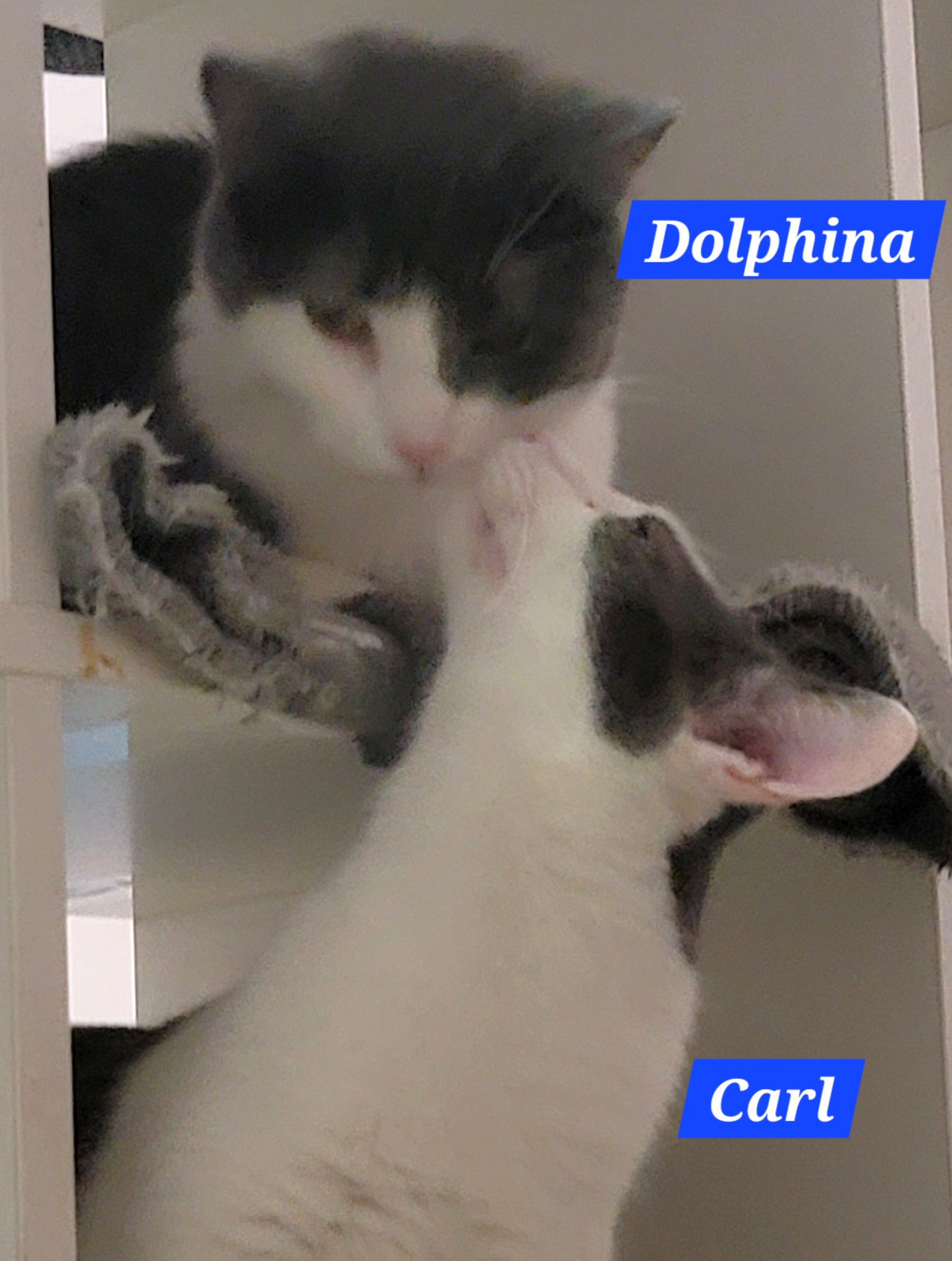 Dolphina