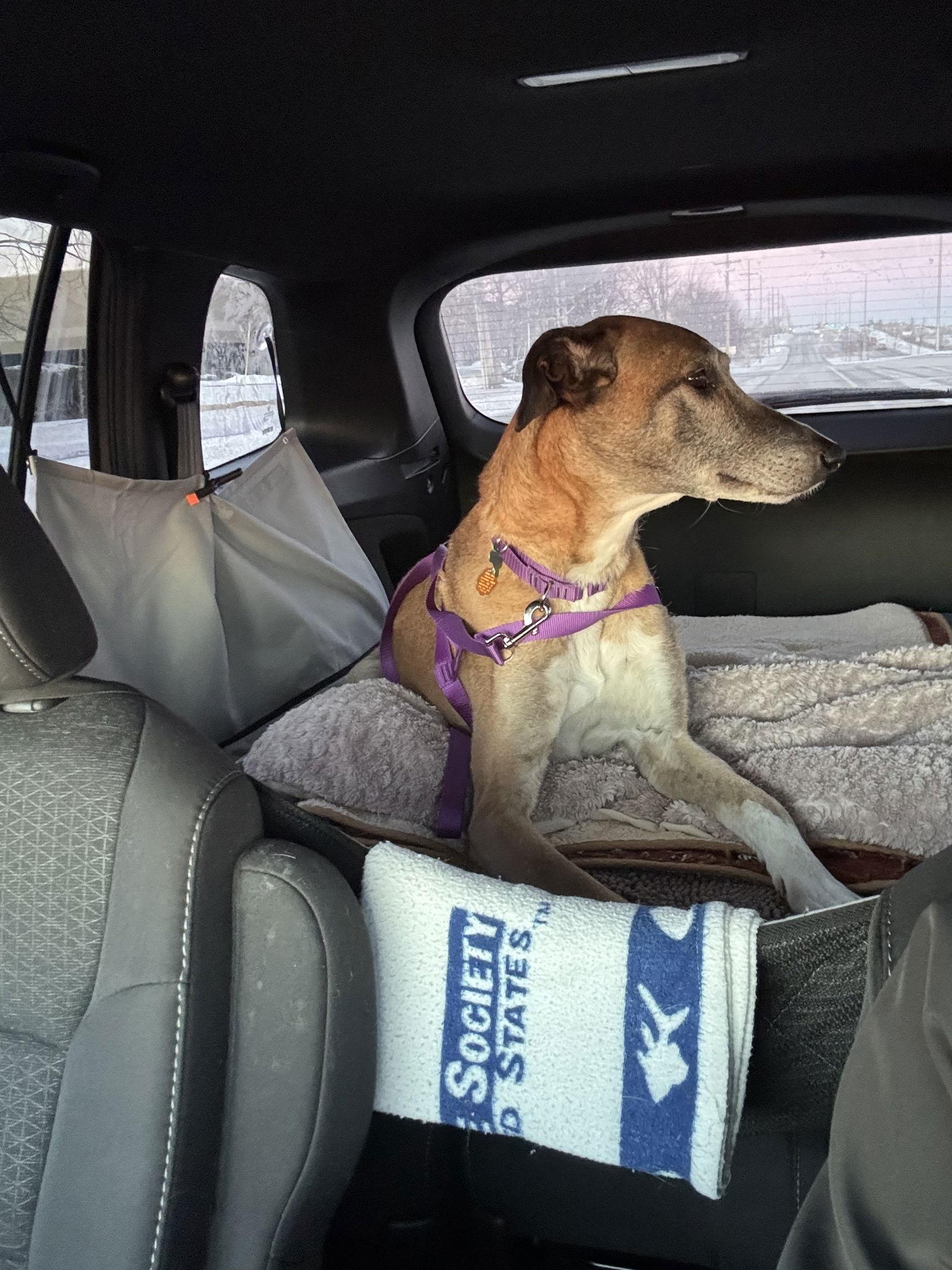 Enzo, Adopted, Adult Male Greyhound & Great Dane.