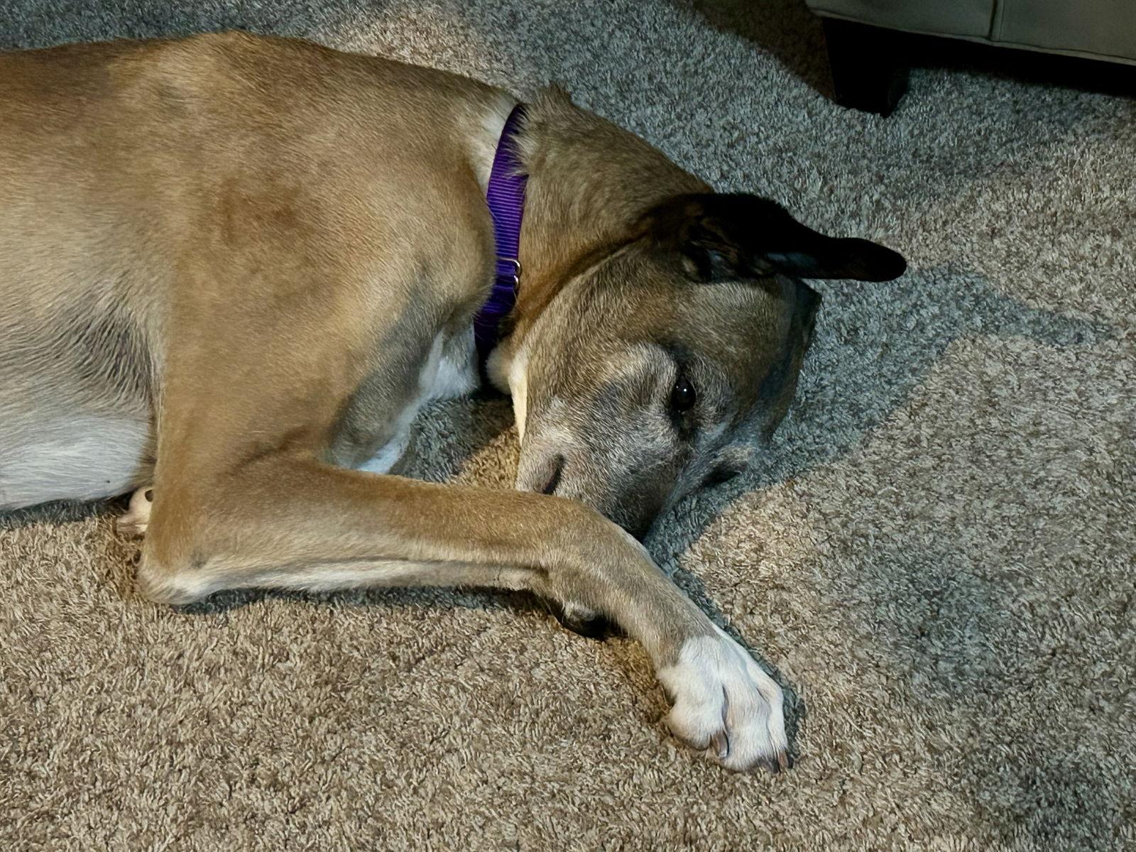 Enlarge Enzo, a Adopted mixed breed in Kansas City, MO image 2/3