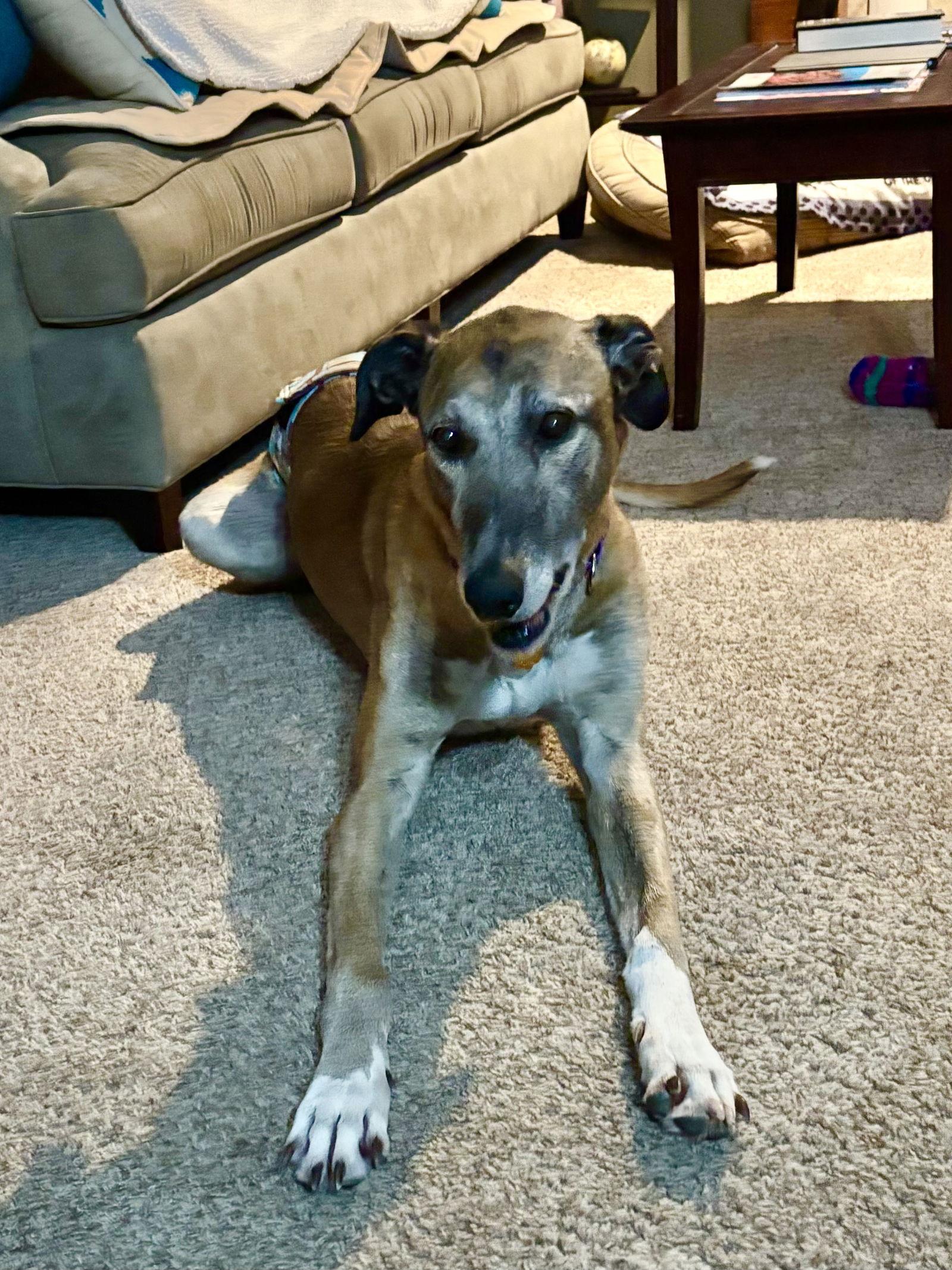 Enlarge Enzo, a Adopted mixed breed in Kansas City, MO image 3/3