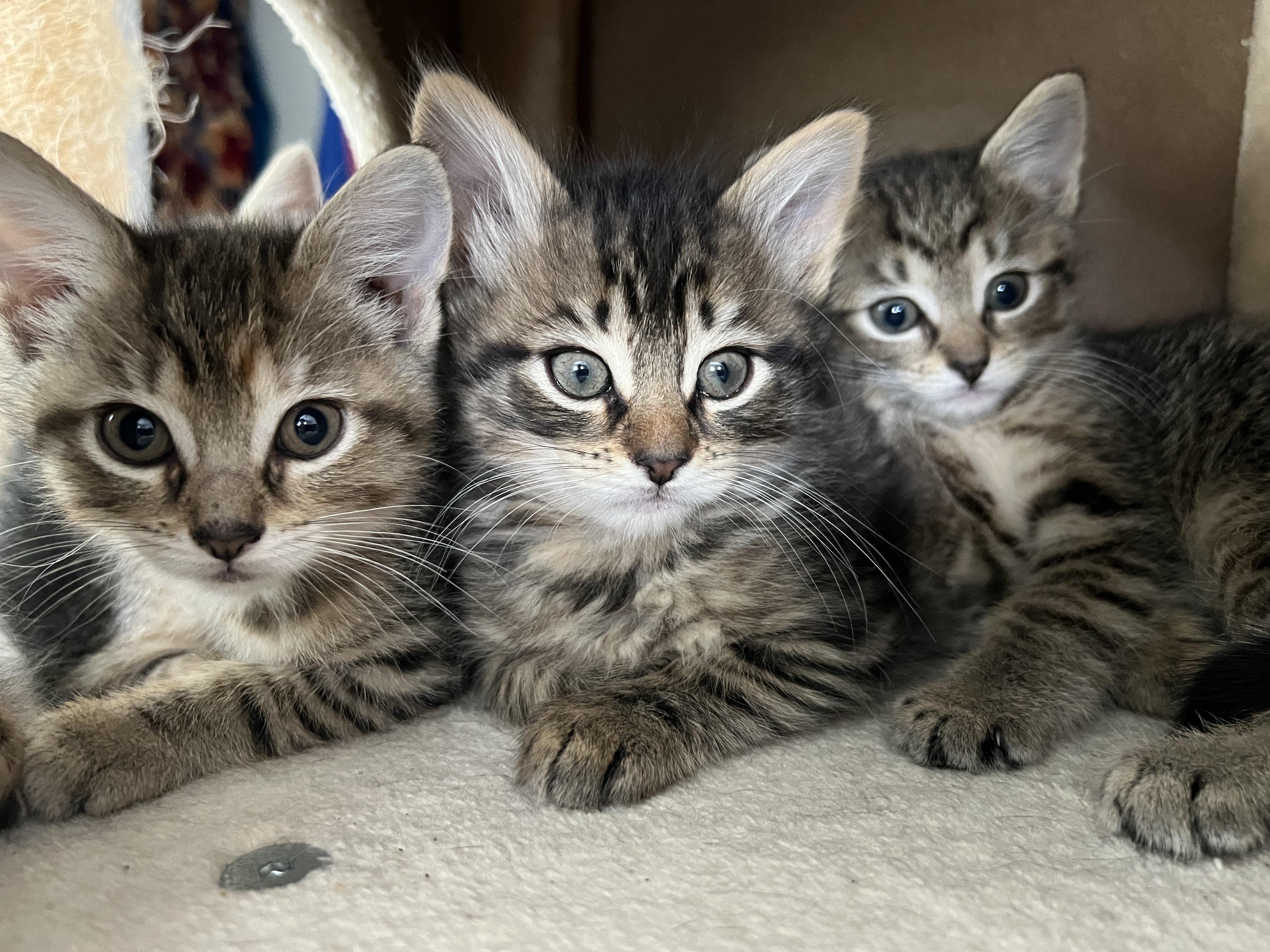Kittens (general), Baby Female Domestic Short Hair