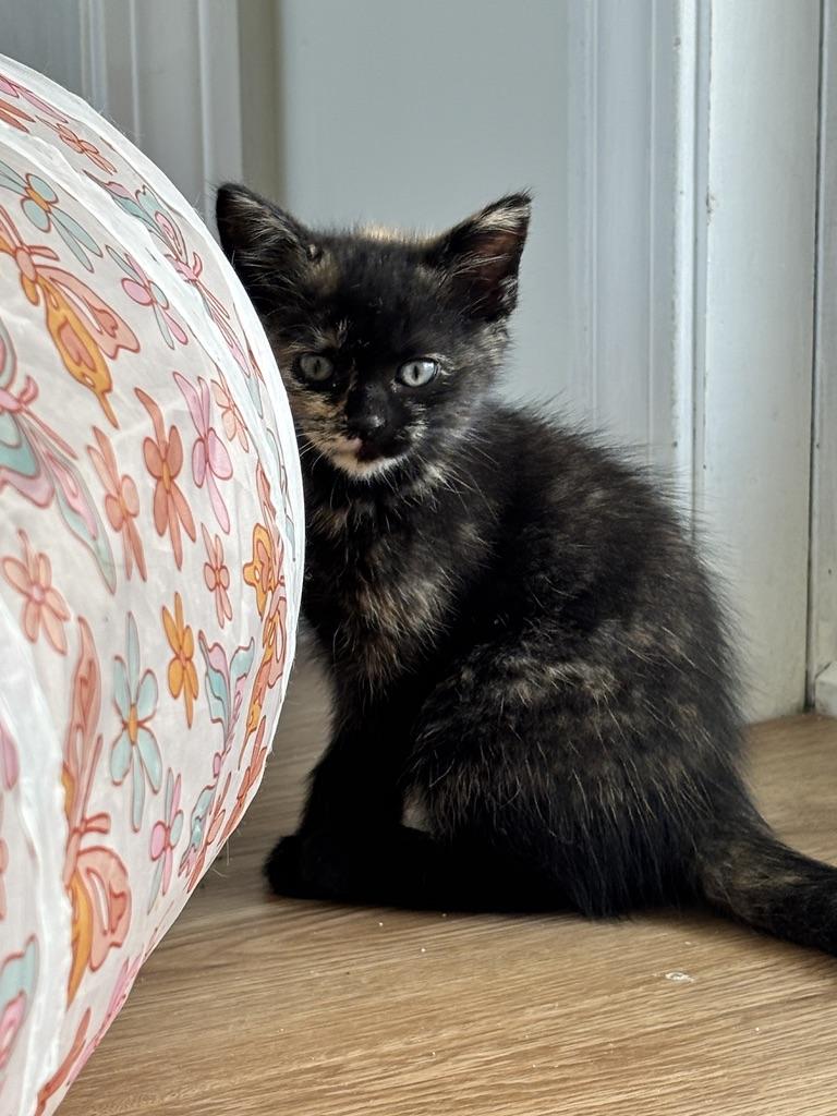 Kittens (general) photo 2