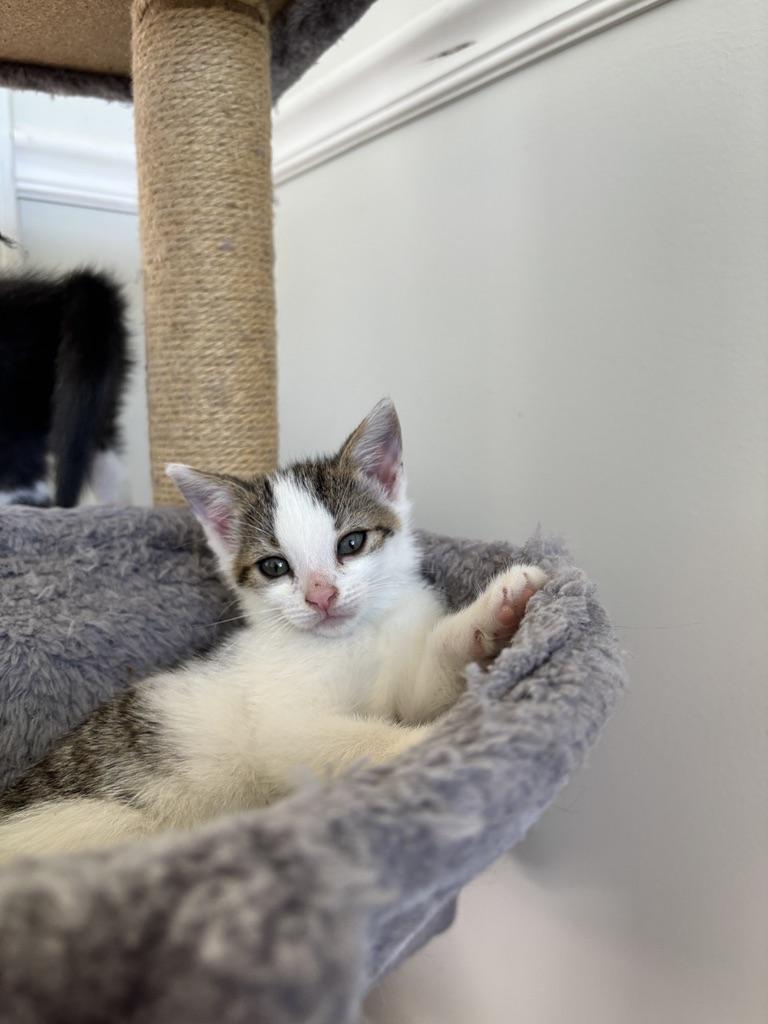 Kittens (general) photo 3