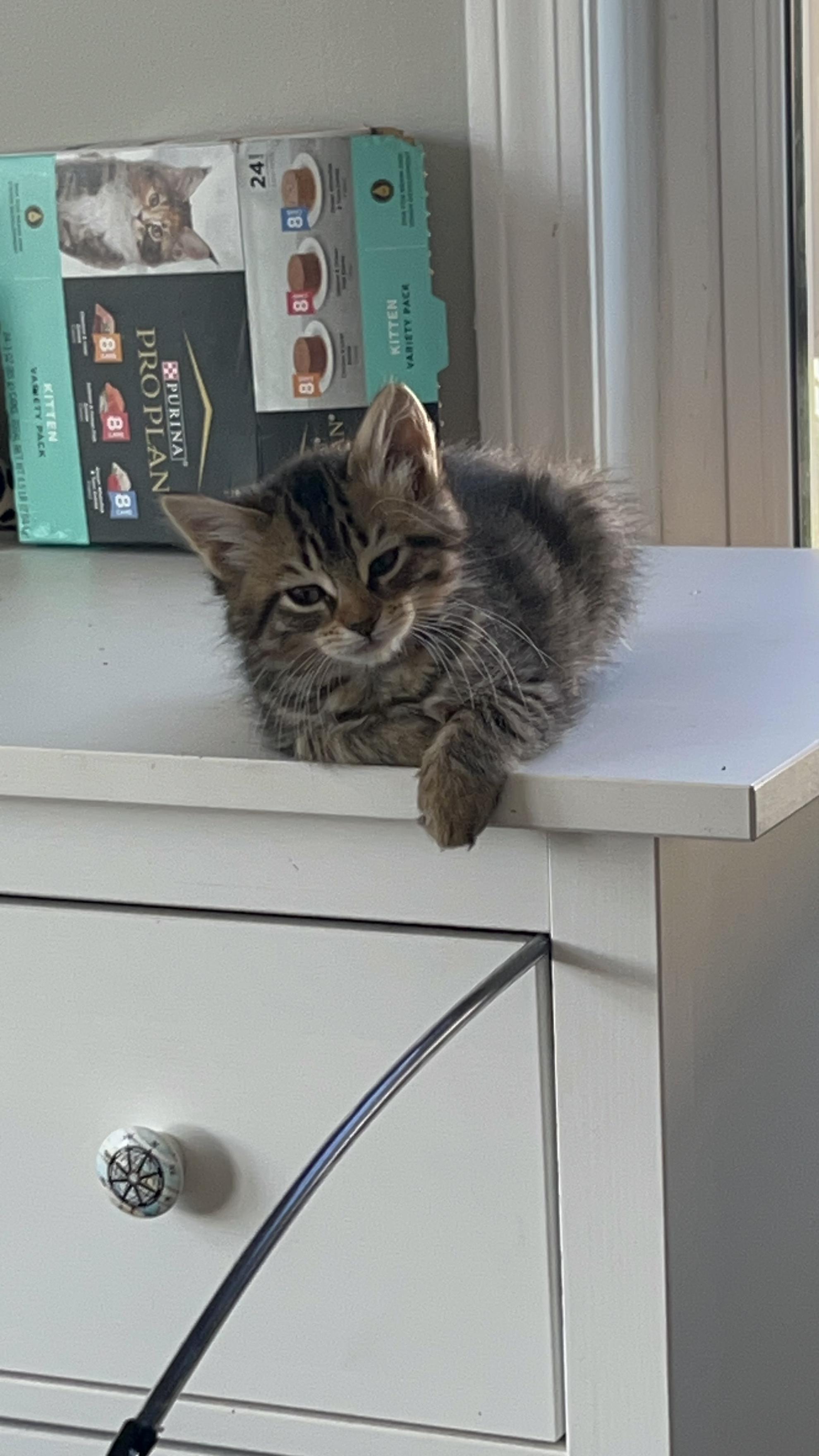 Kittens (general) photo 4