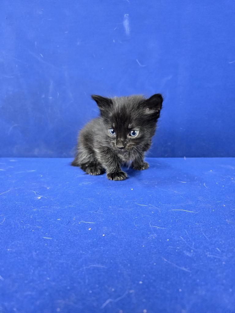 Enlarge Clutch, a Adoptable American Shorthair in Ruston, LA image 1/2