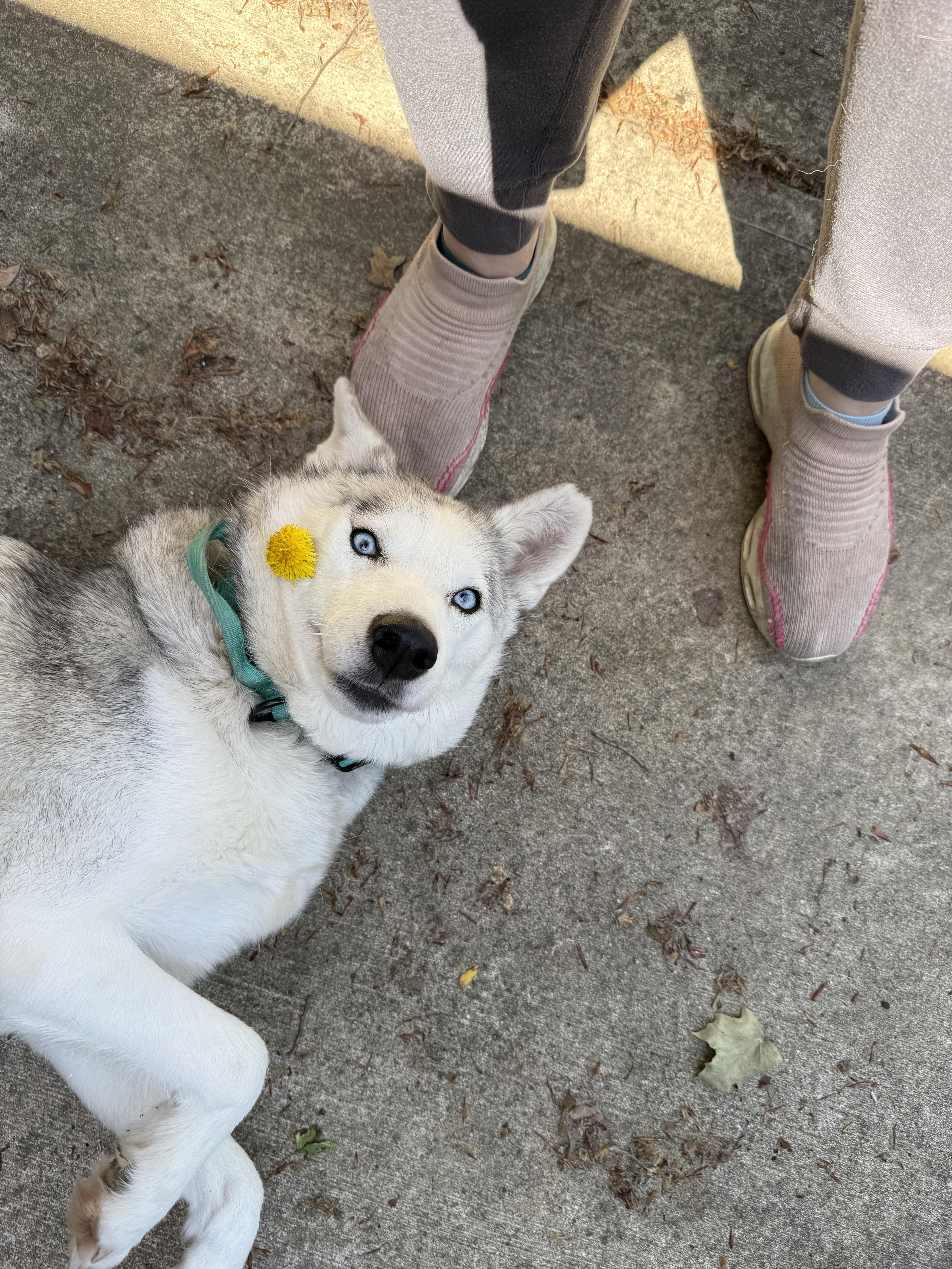 Raven, a Adoptable Husky in Mooresville, IN image 3/6