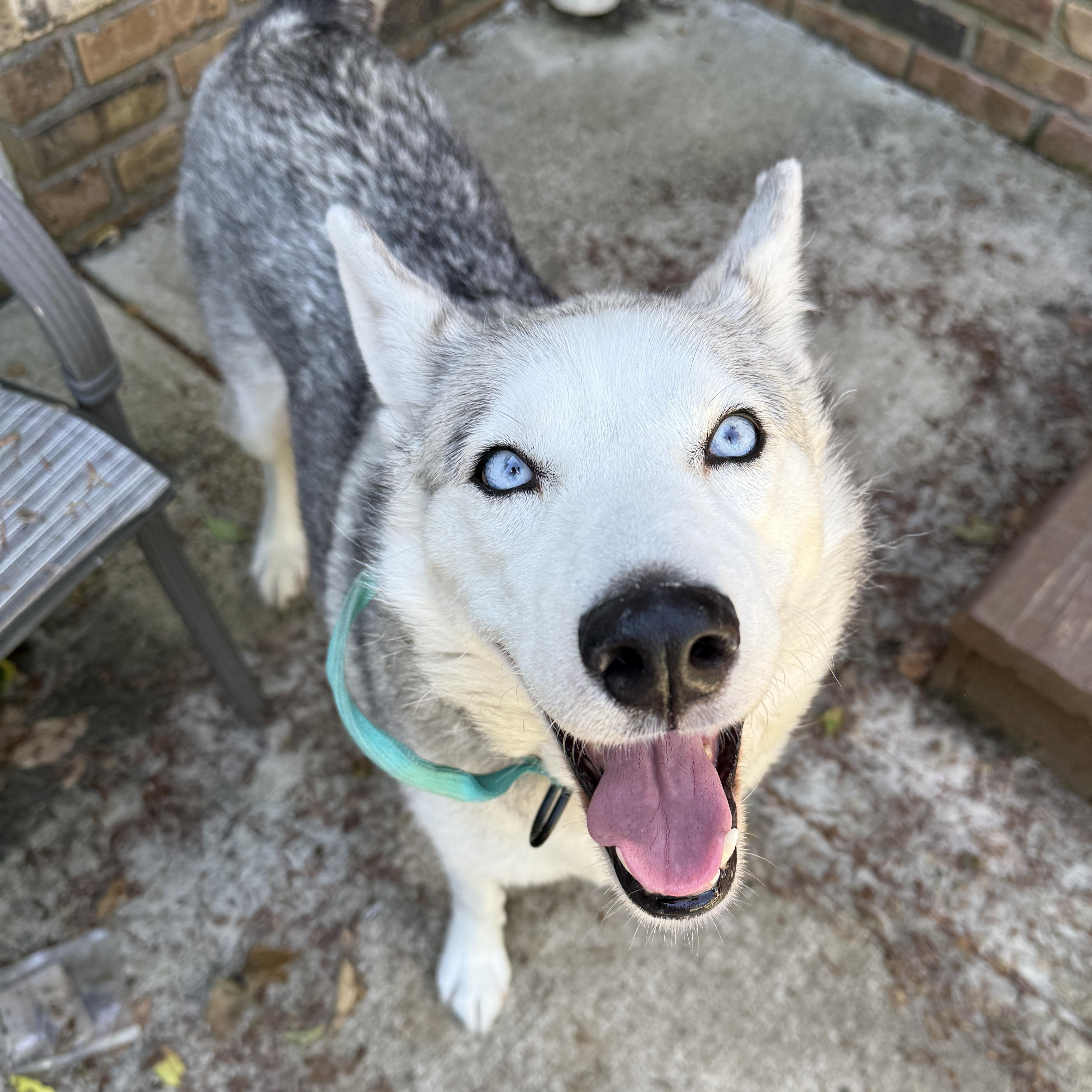 Raven, Adult Female Husky