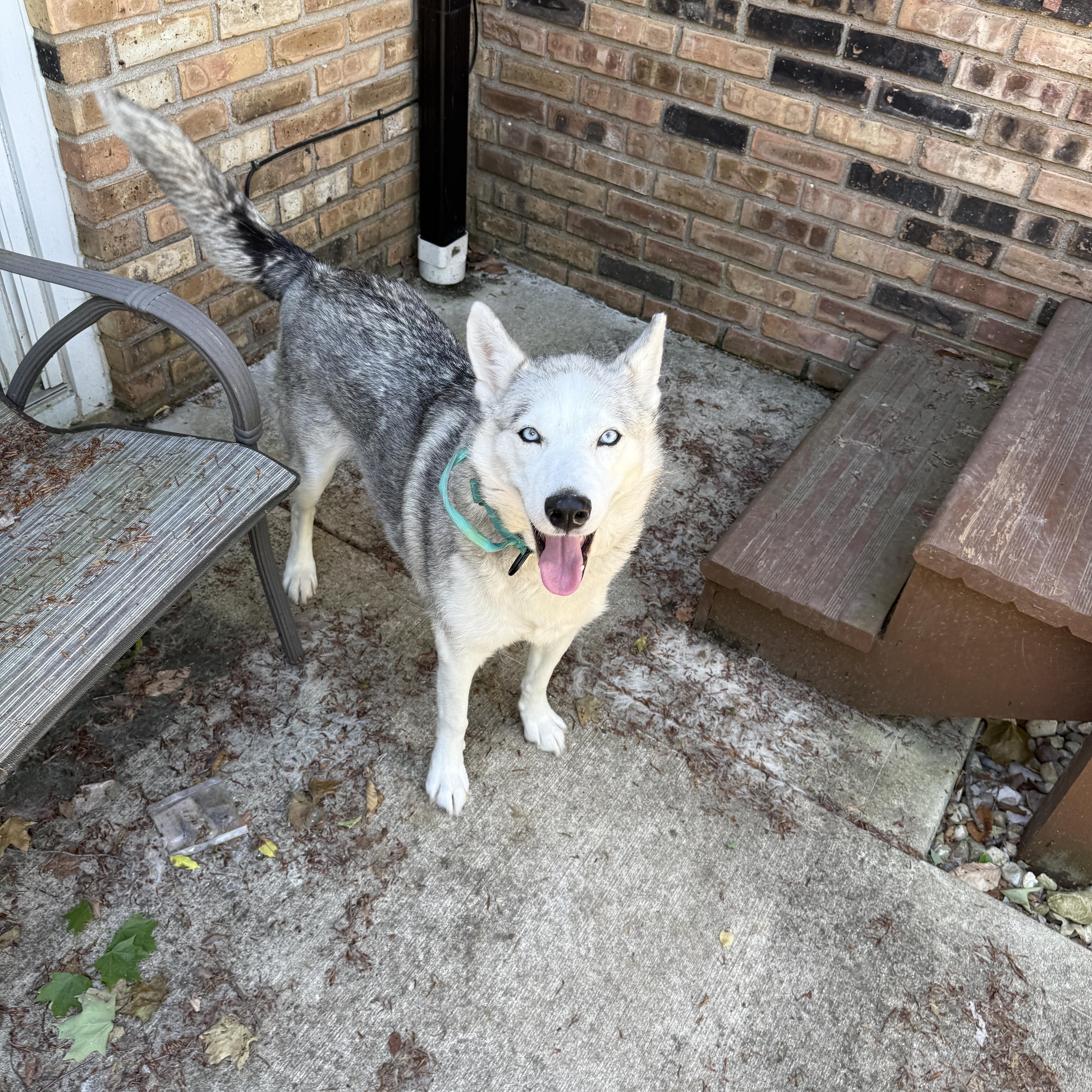 Raven, Adoptable, Adult Female Husky.