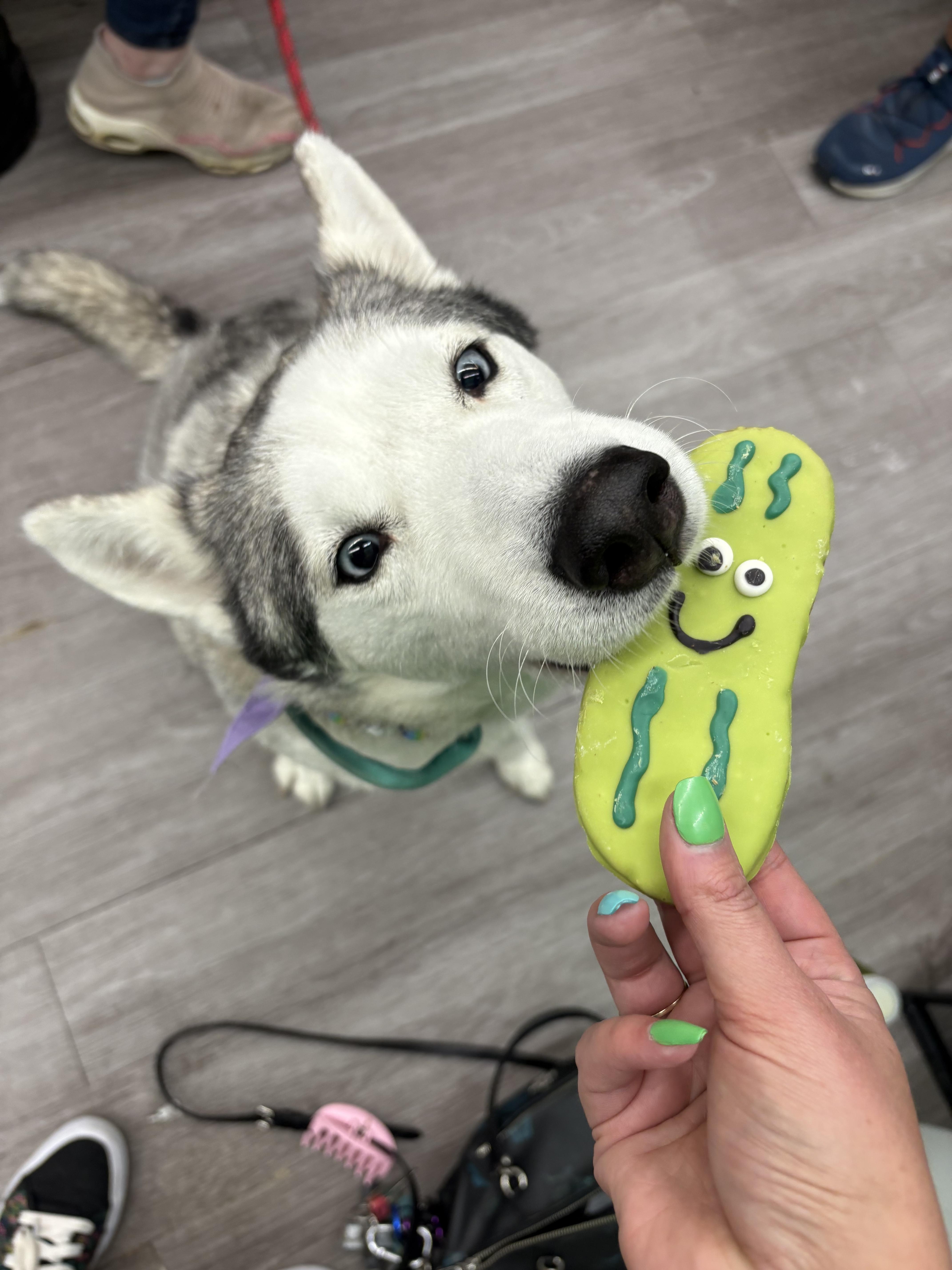 Raven, a Adoptable Husky in Mooresville, IN image 1/6