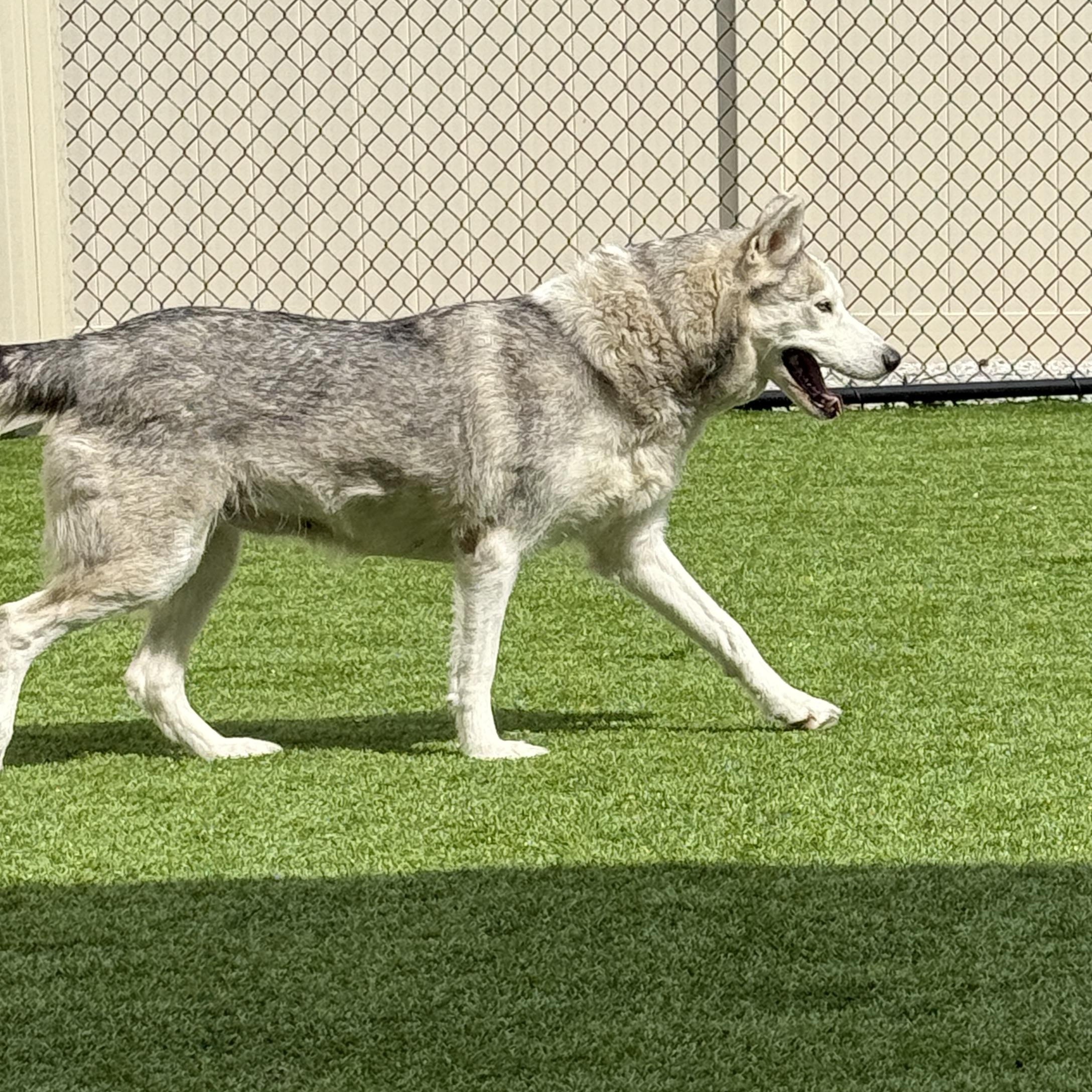 Raven, a Adoptable Husky in Mooresville, IN image 5/6