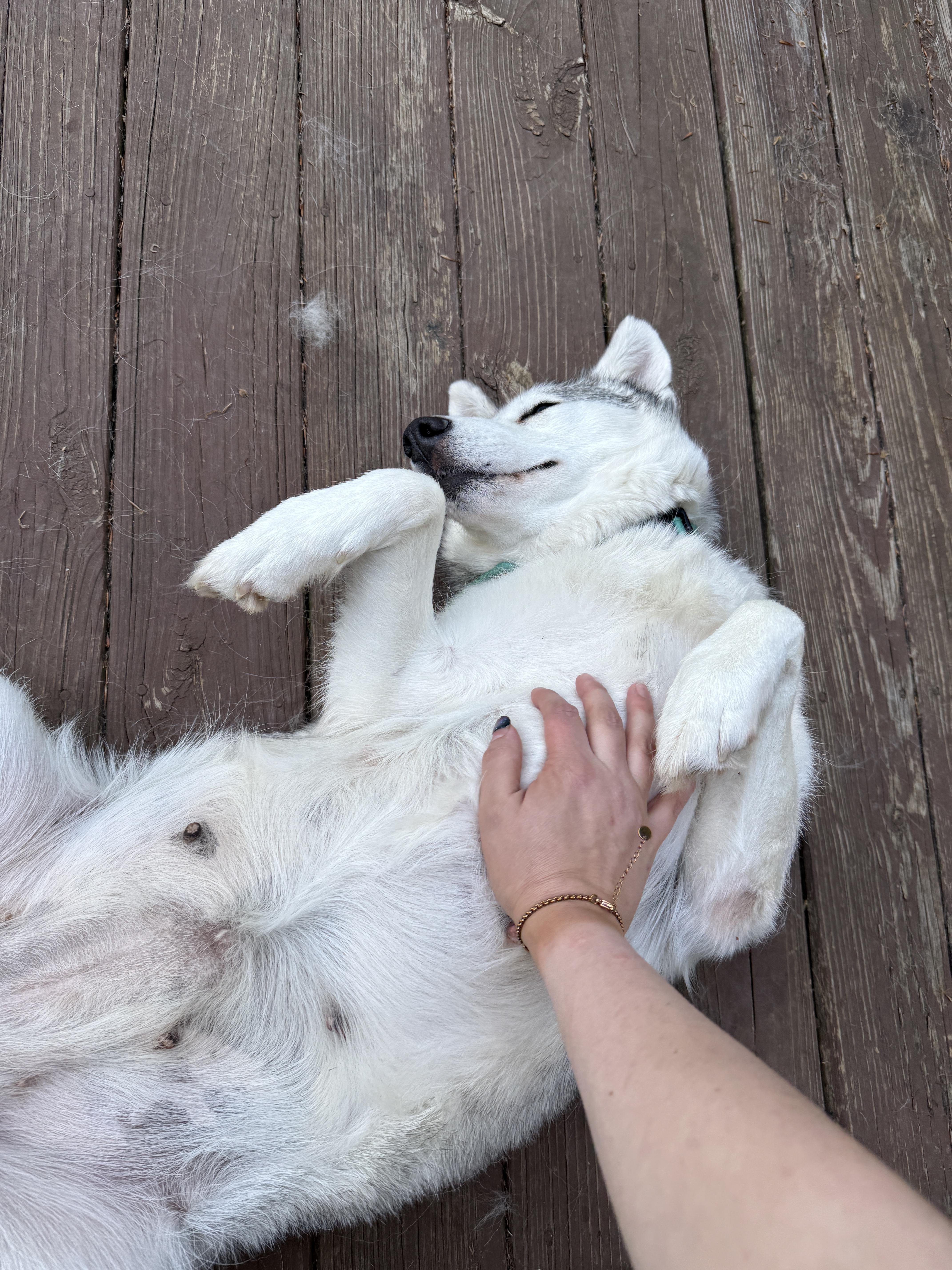 Raven, a Adoptable Husky in Mooresville, IN image 6/6