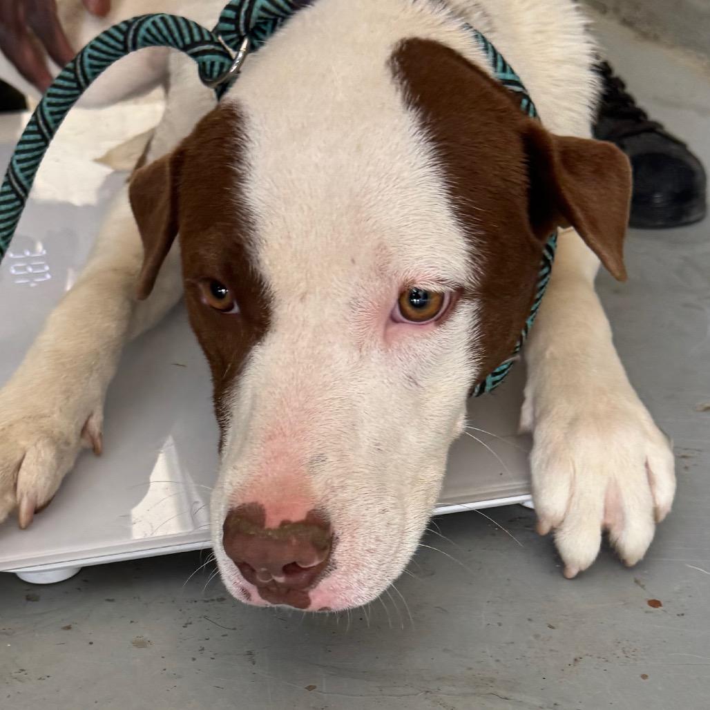 Enlarge Sphinx, a Adoptable mixed breed in Clarksdale, MS image 1/4